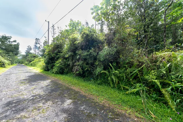 a view of a yard with plants and large trees