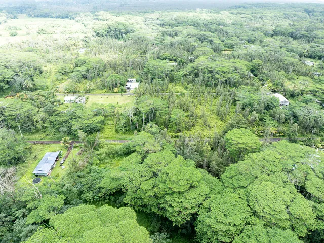 a view of a big yard with plants and large tree