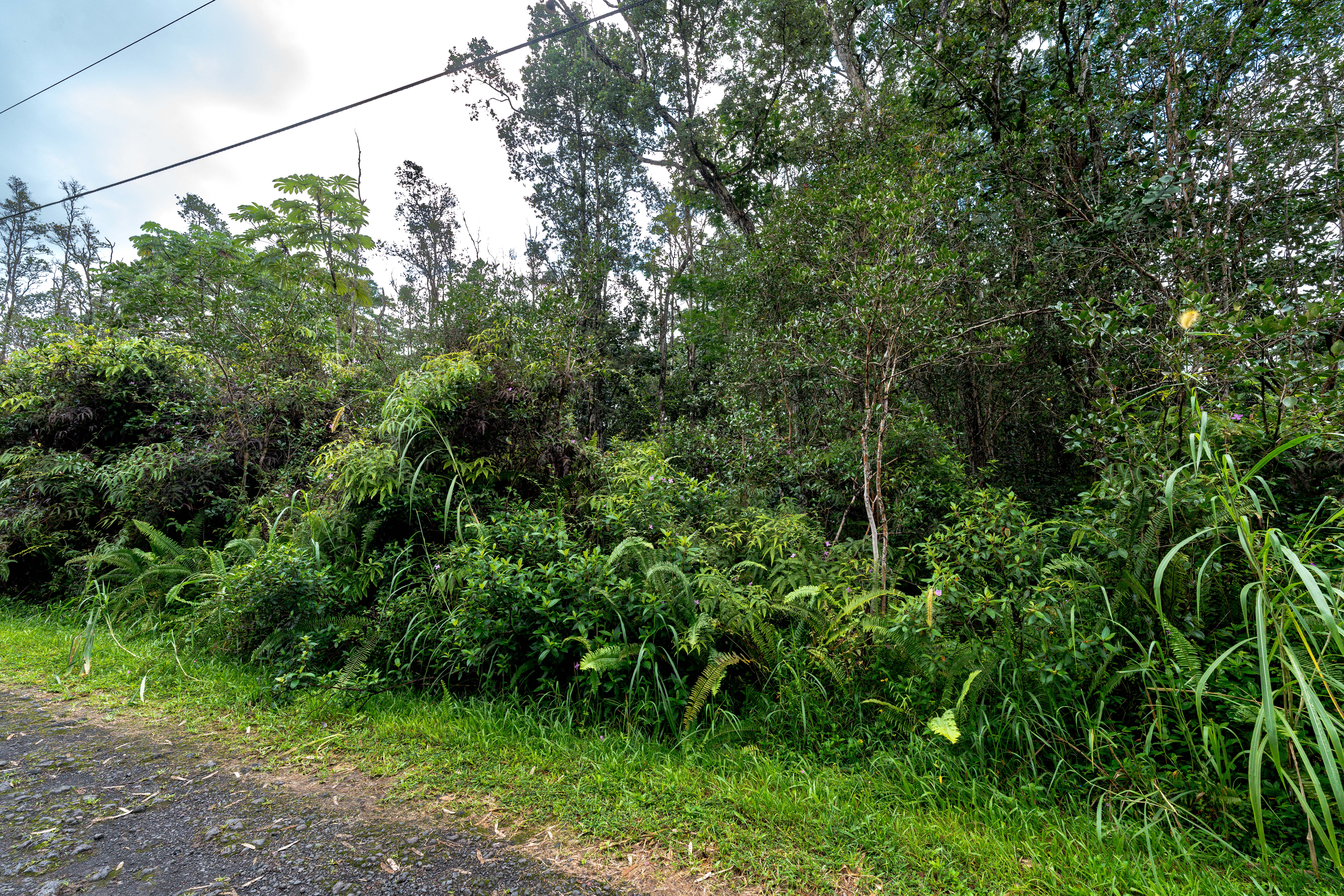 409 Lehua Road Pahoa, HI 96778 - Photo 4 of 14 a view of a lush green forest