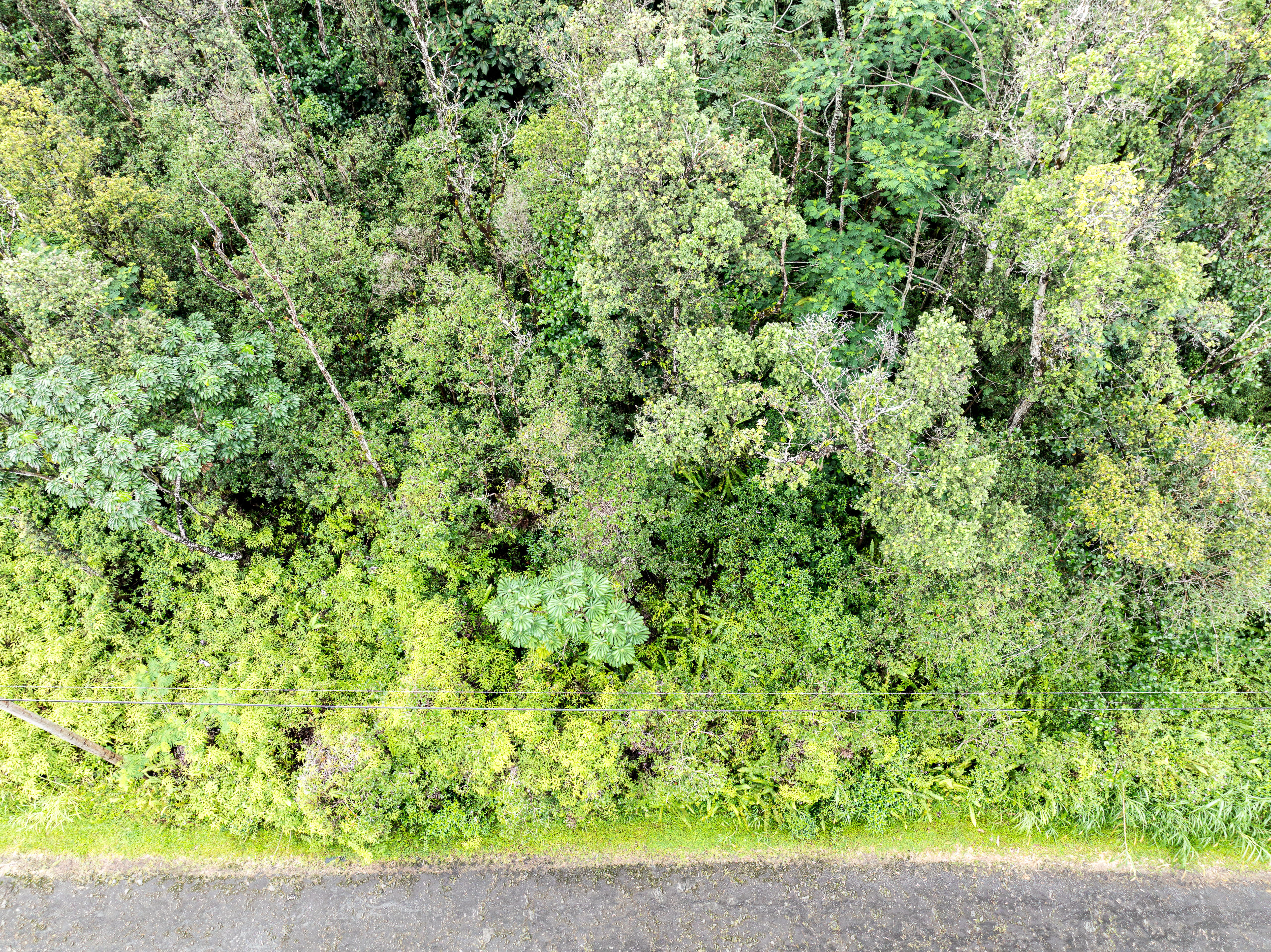 409 Lehua Road Pahoa, HI 96778 - Photo 5 of 14 a close up of a plant in a garden