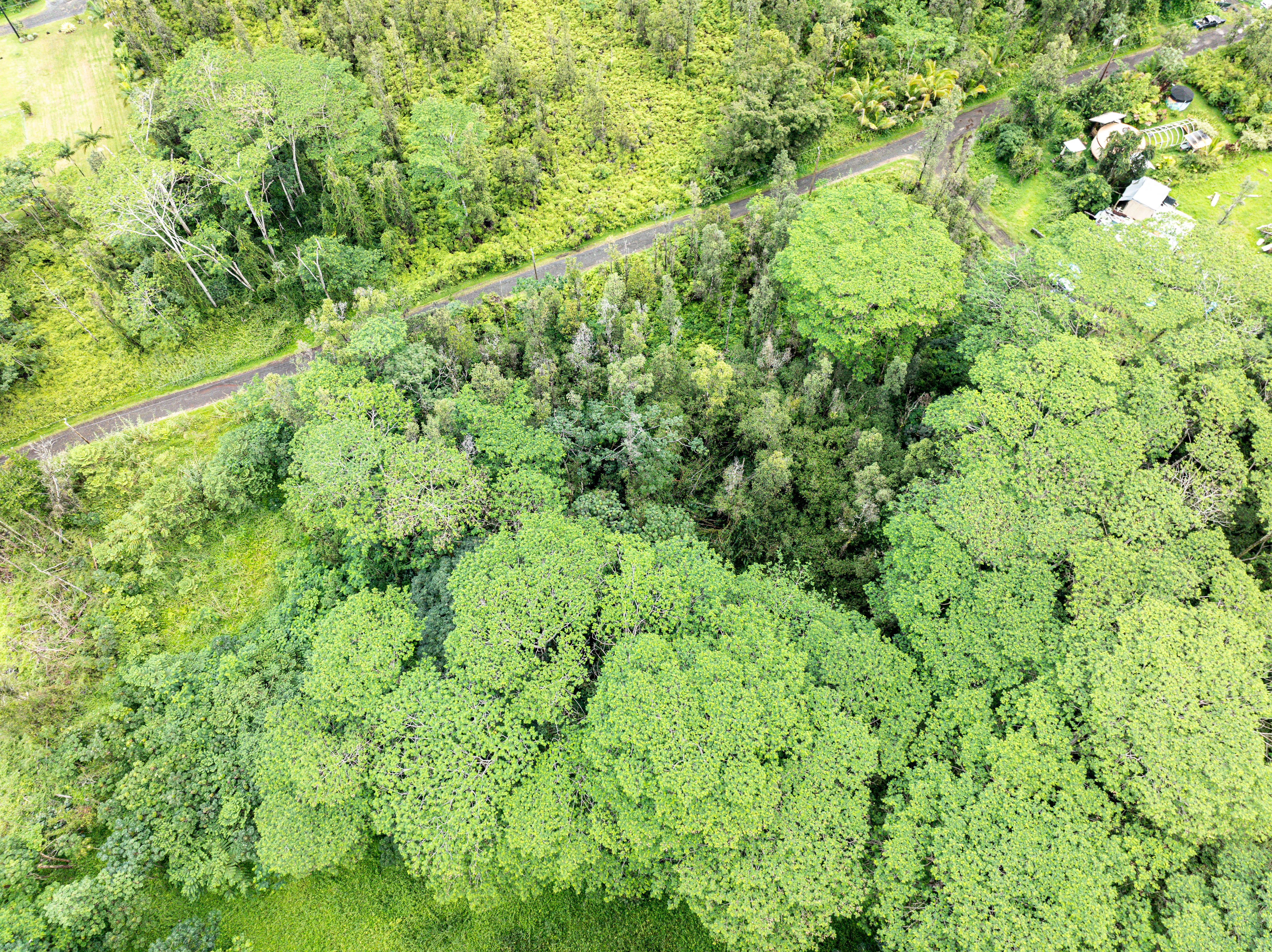 409 Lehua Road Pahoa, HI 96778 - Photo 8 of 14 a view of a lush green space