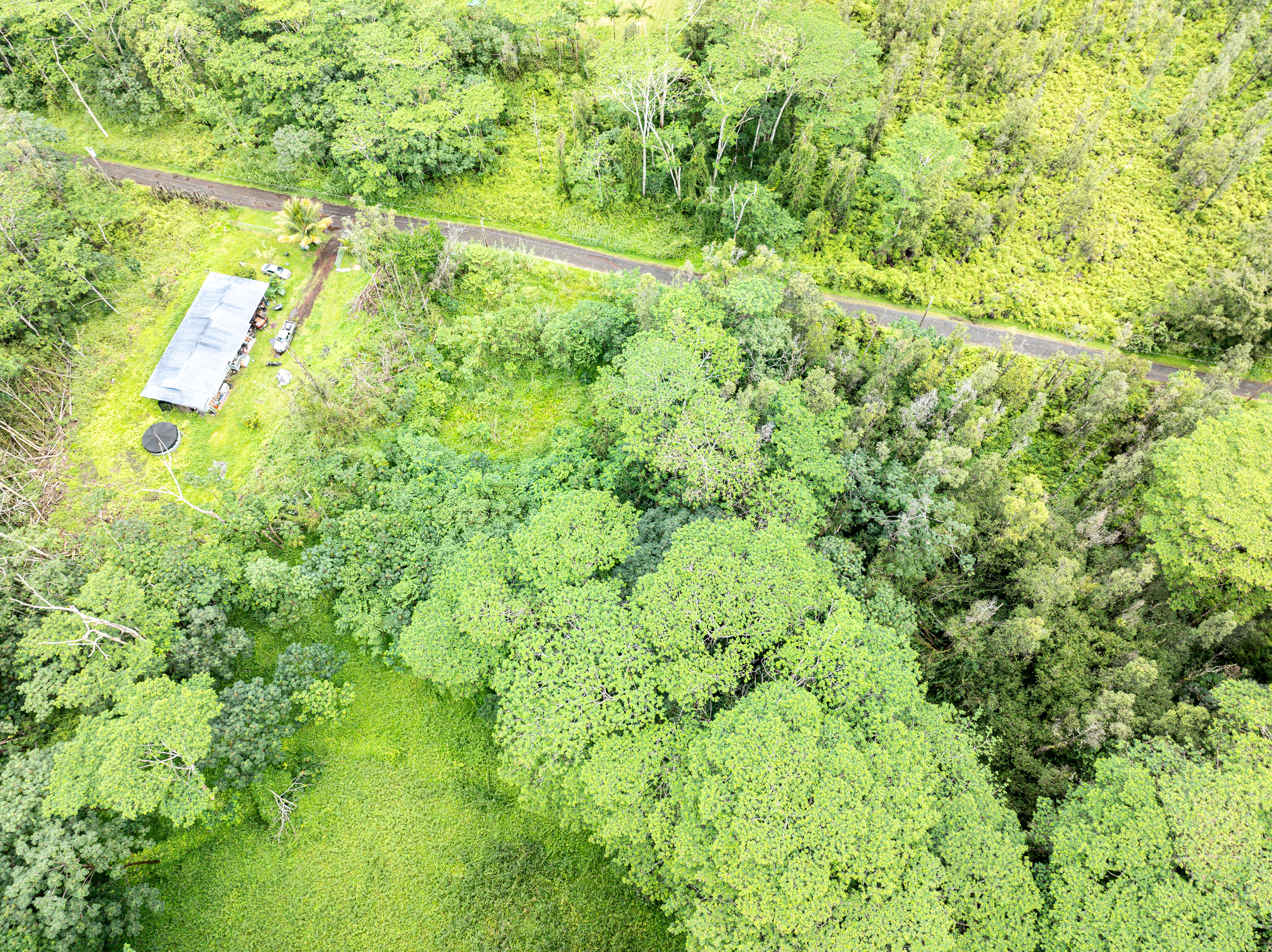 409 Lehua Road Pahoa, HI 96778 - Photo 9 of 14 a view of a big yard with large trees