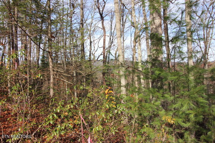 119 Taylors Rdg Road Walland, TN 37886 - Photo 6 of 27 SaddleRidge 010