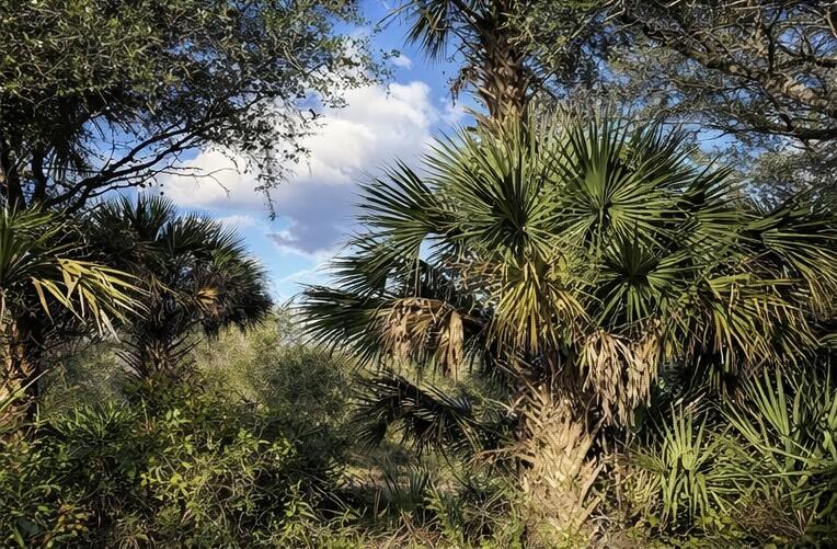 0 Northwest 294th Okeechobee, FL 34972 - Photo 2 of 5 a view of a palm plant that is in front of a house