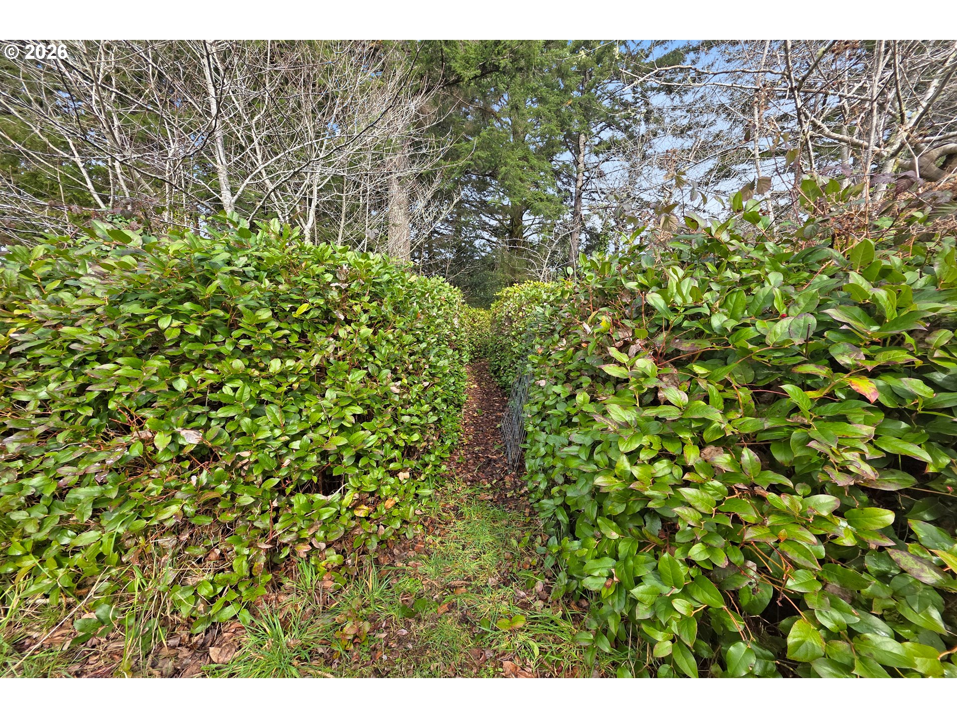 5591 Chittum Loop Florence, OR 97439 - Photo 22 of 23 a view of a large yard with plants and large trees
