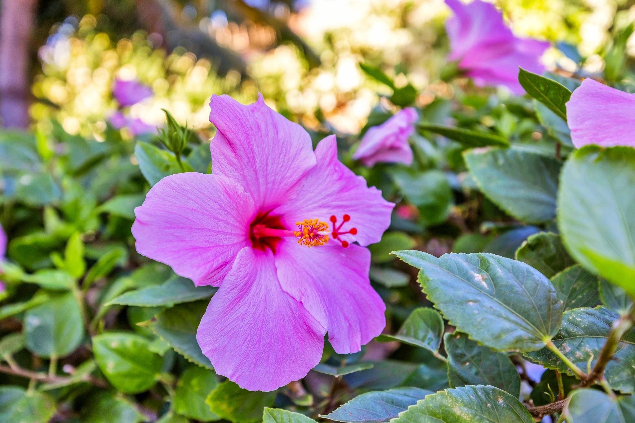 2531 South Kihei Road, Unit C620 Kihei, HI 96753 - Photo 29 of 38