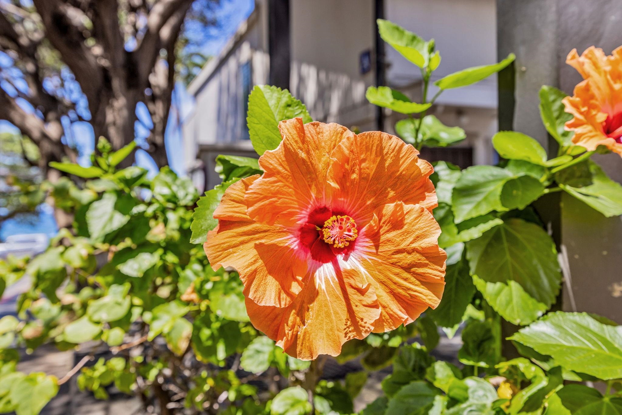 2531 South Kihei Road, Unit C620 Kihei, HI 96753 - Photo 4 of 38 a view of a plant