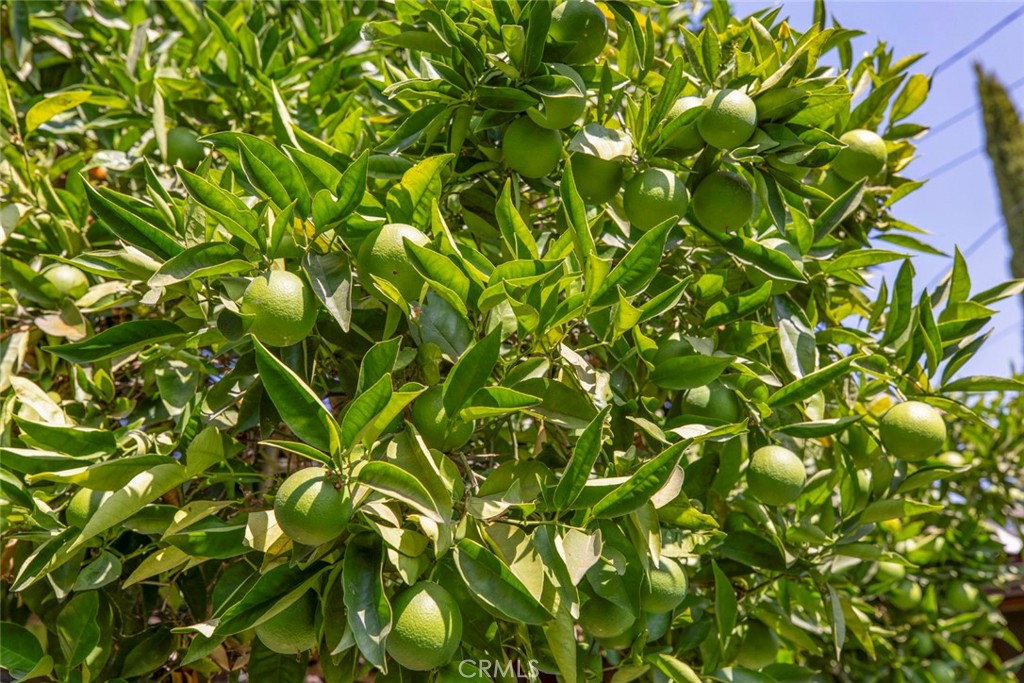 1130 Park Avenue Glendale, CA 91205 - Photo 44 of 75 a view of a plant