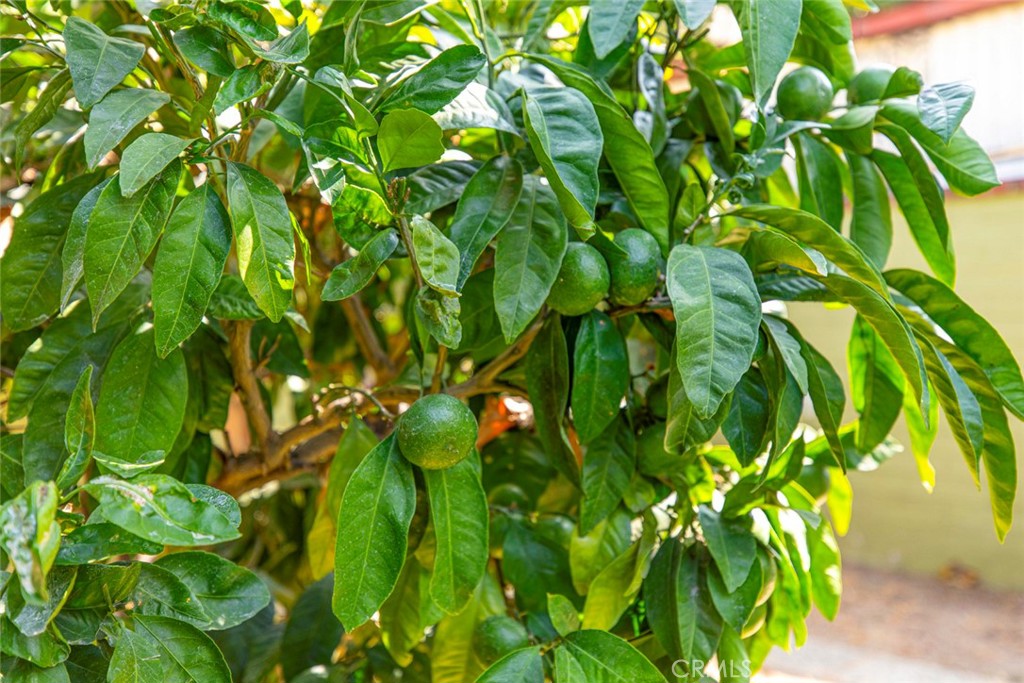 1130 Park Avenue Glendale, CA 91205 - Photo 47 of 75