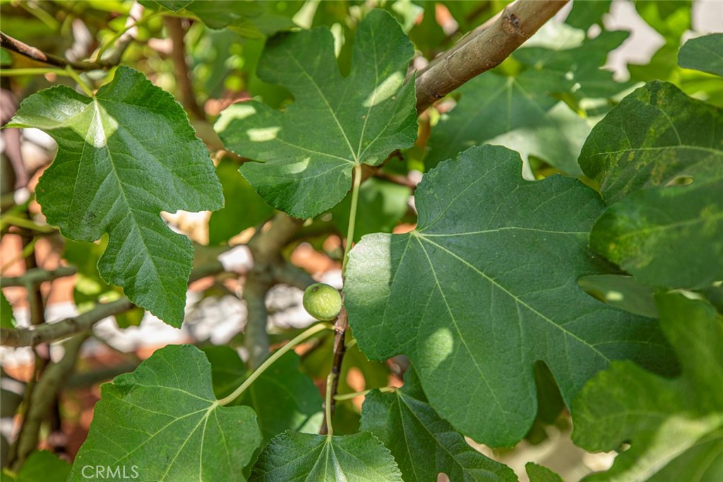 1130 Park Avenue Glendale, CA 91205 - Photo 48 of 75