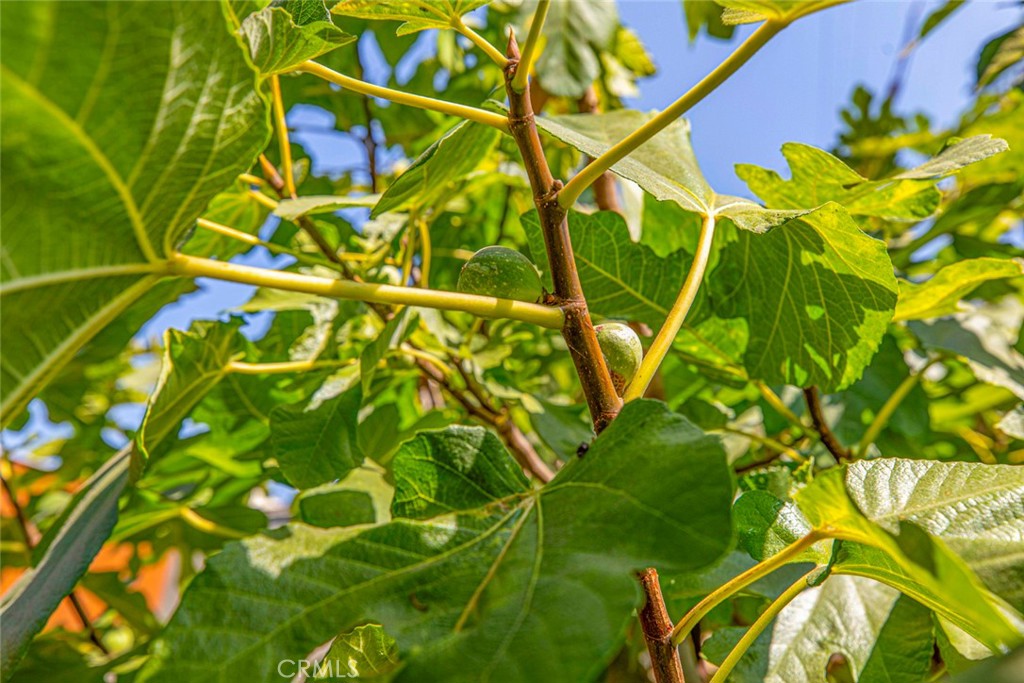 1130 Park Avenue Glendale, CA 91205 - Photo 49 of 75