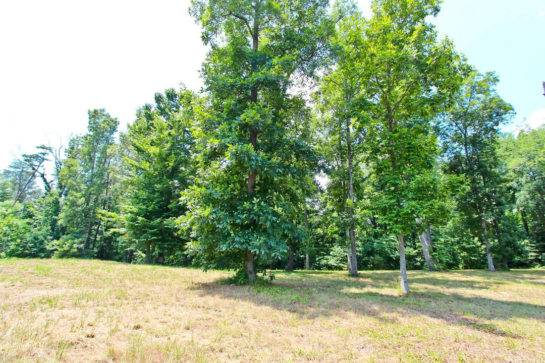2-3 Orange Pride Road Newport, TN 37821 - Photo 6 of 23 IMG_7382