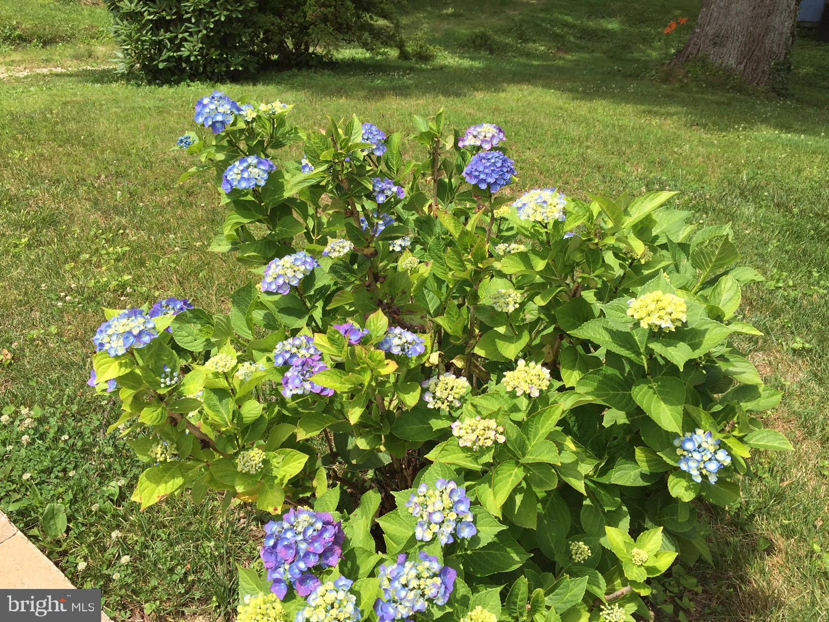 2712 Pinecrest Drive Riva, MD 21140 - Photo 26 of 41 Pretty Blooming Perennials