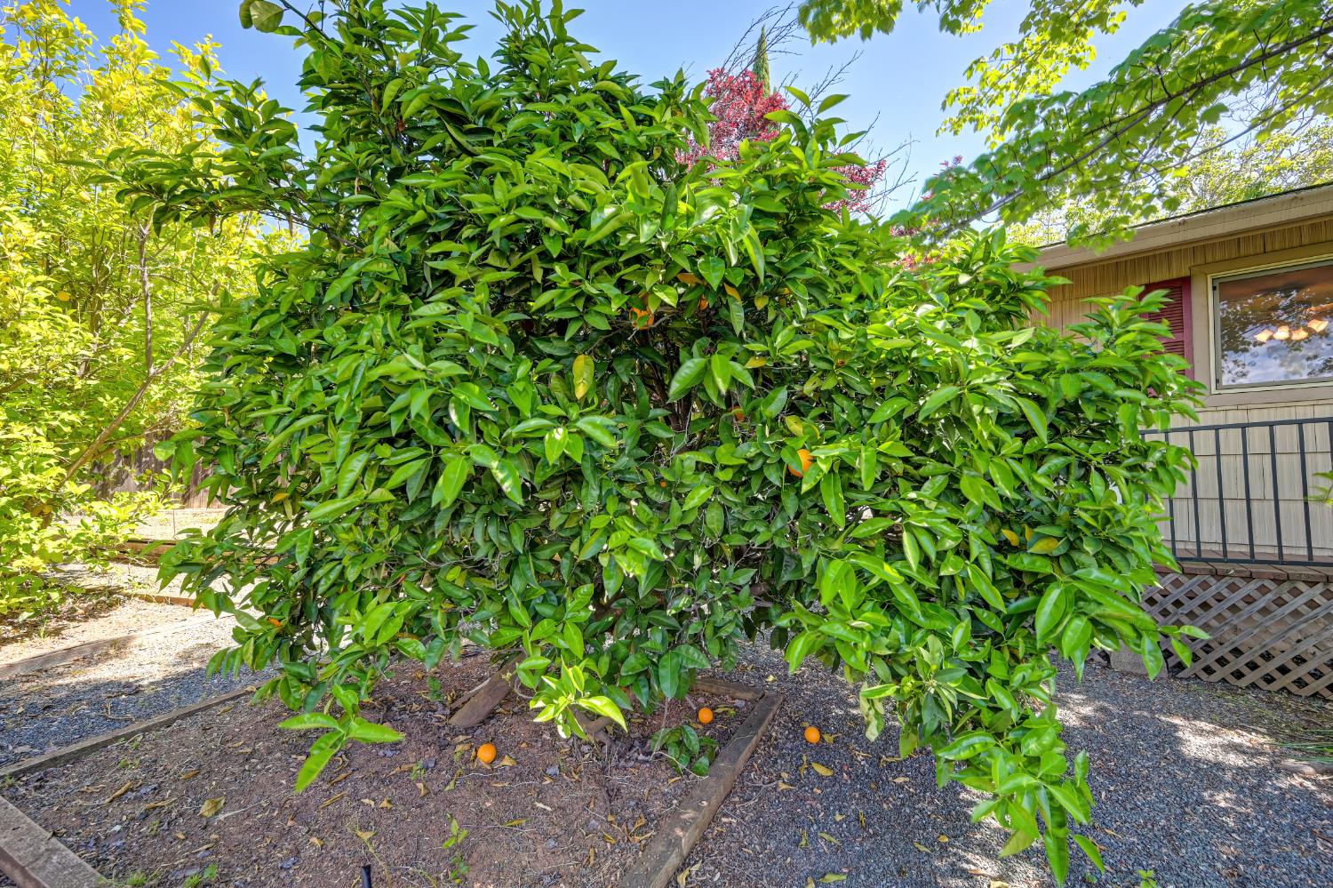 3582 Bell Road Auburn, CA 95602 - Photo 56 of 63