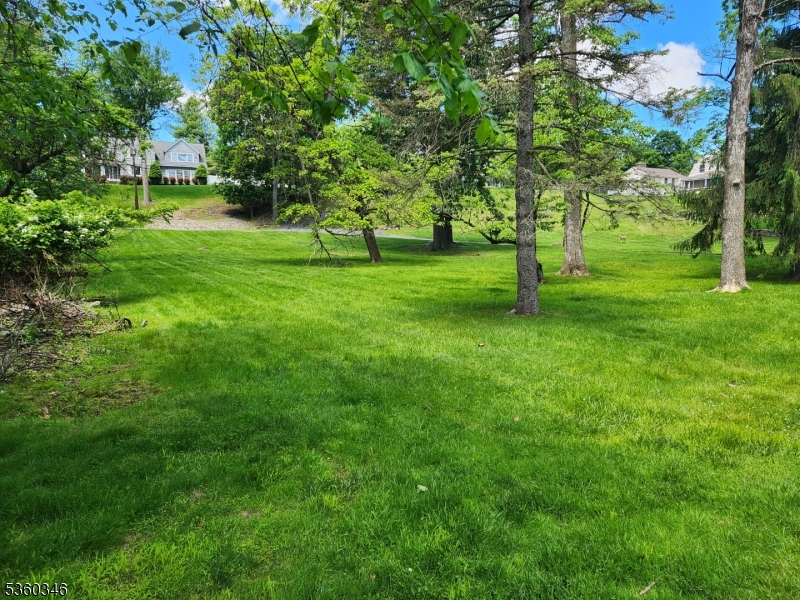 a view of a trees with a big yard