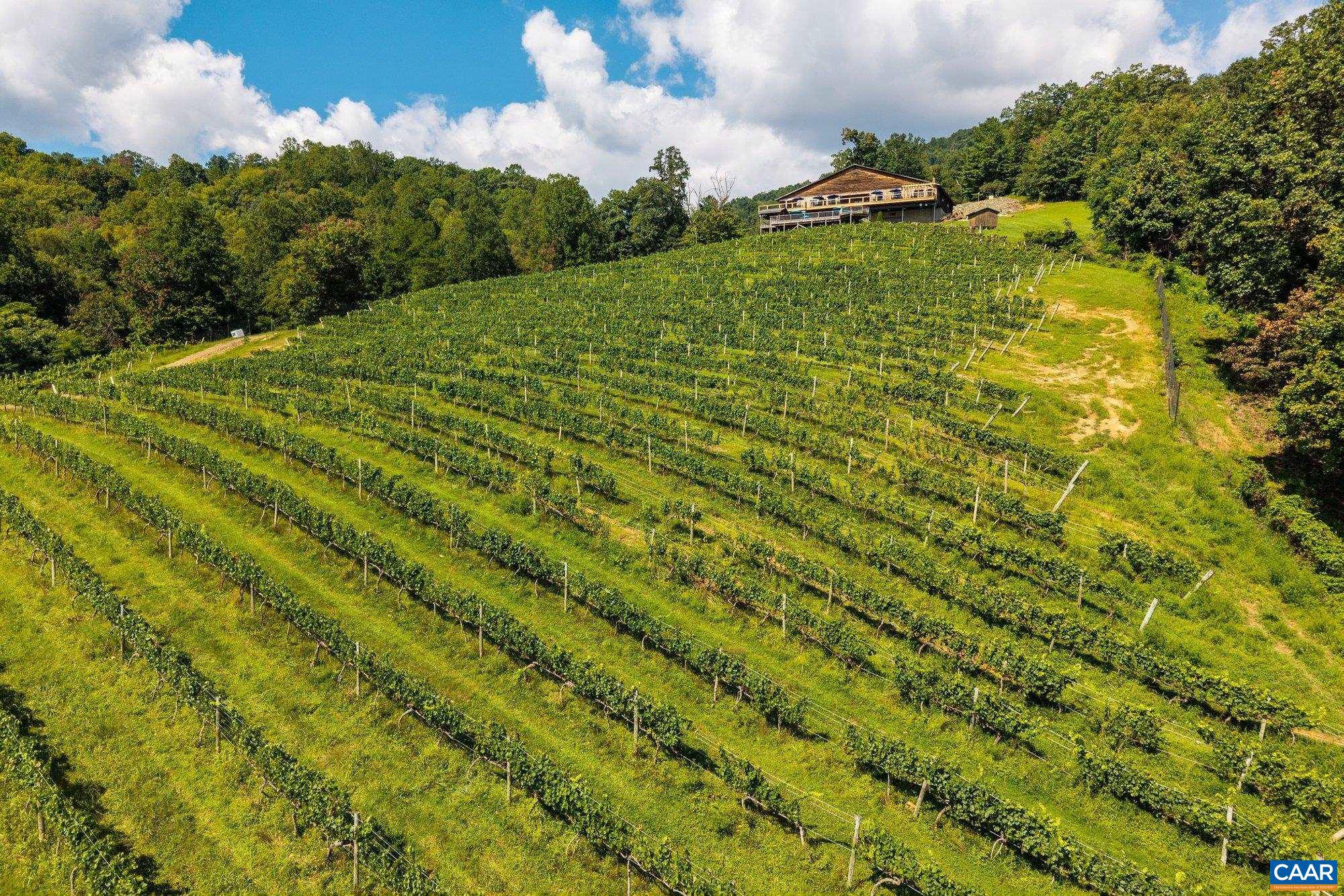 1376 A Wyatt Mountain Road Dyke, VA 22935 - Photo 18 of 58 a view of a big yard with lots of trees