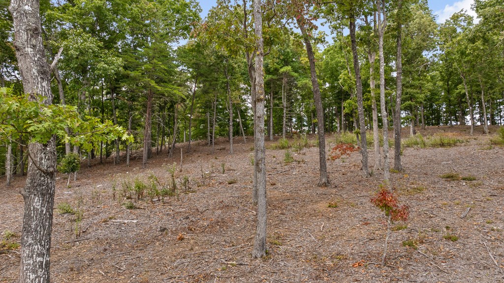 Lot 88 Split Creek Road Morganton, GA 30560 - Photo 19 of 35