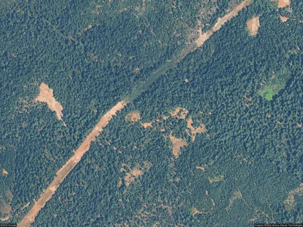 a picture of a tree in a forest