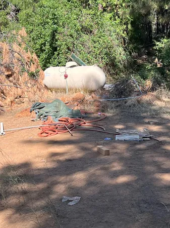 a close up of a trees in a yard