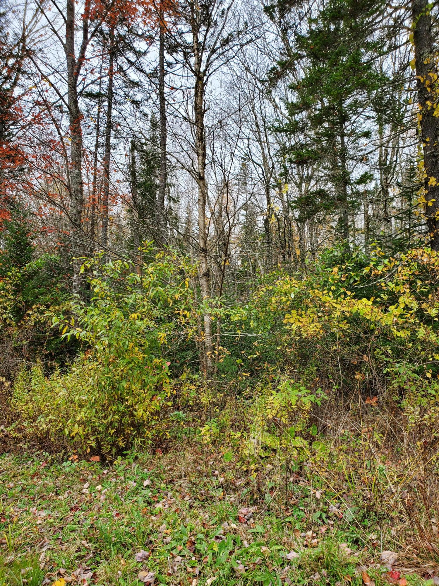 0 Ryans Lane Cushing, ME 04563 - Photo 5 of 8 Ryans Lane, Cushing