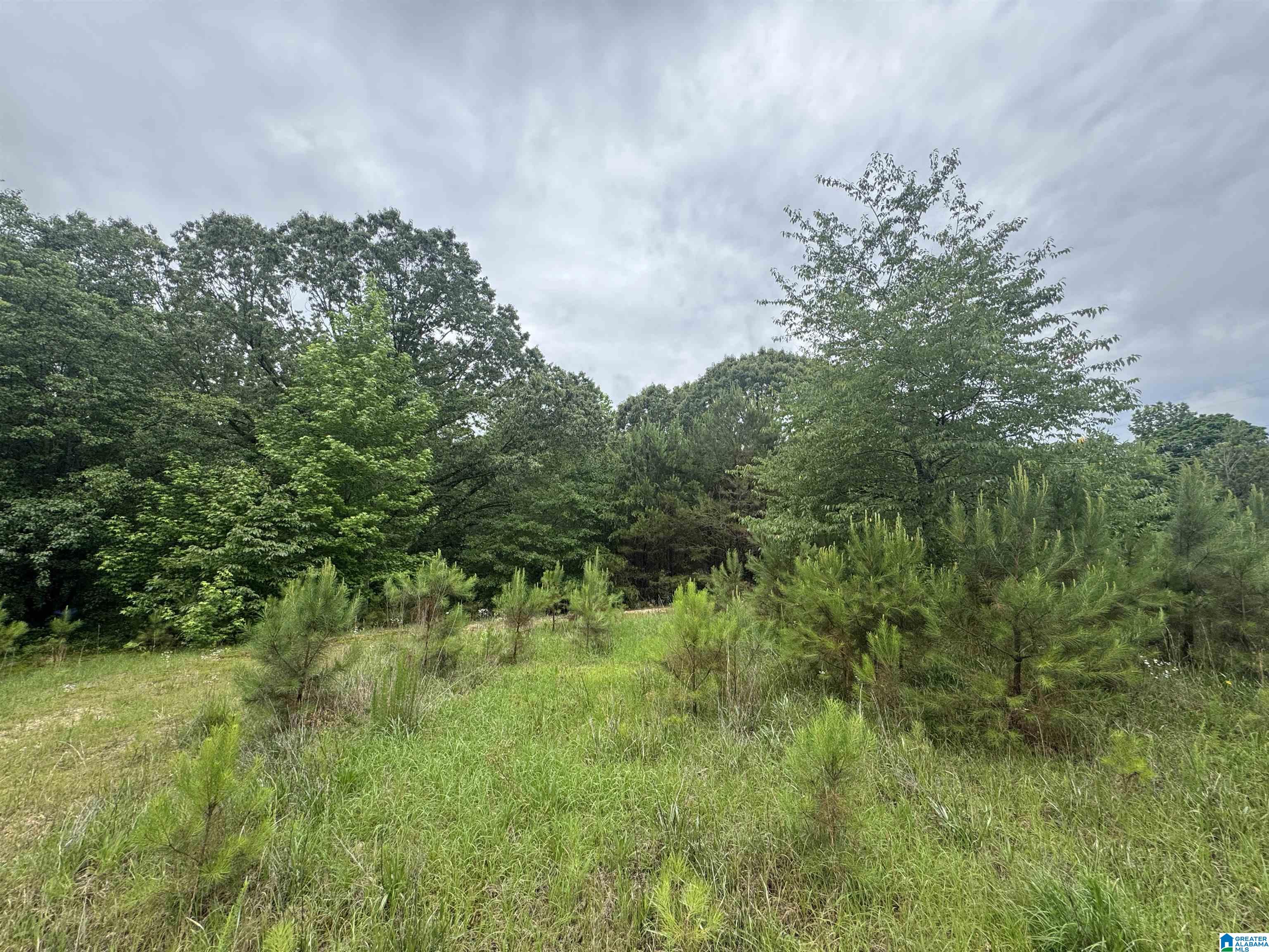 200 Welcome Road Haleyville, AL 35565 - Photo 5 of 6