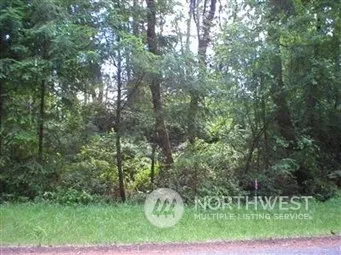 a view of a lush green forest