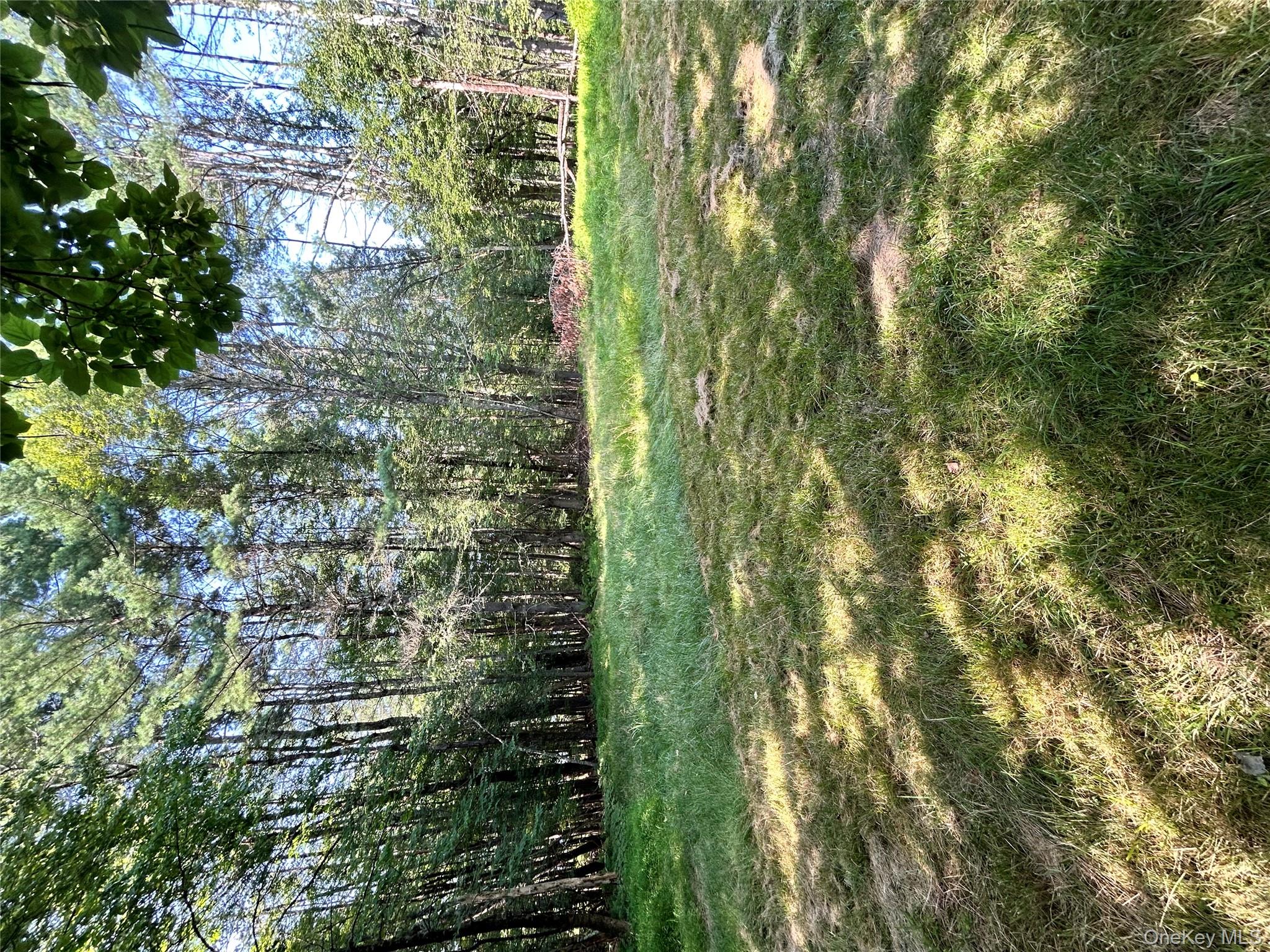 98 Buff Road Cochecton, NY 12726 - Photo 13 of 13 a view of a field with a tree