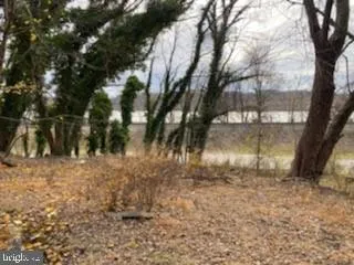a view of a yard with trees