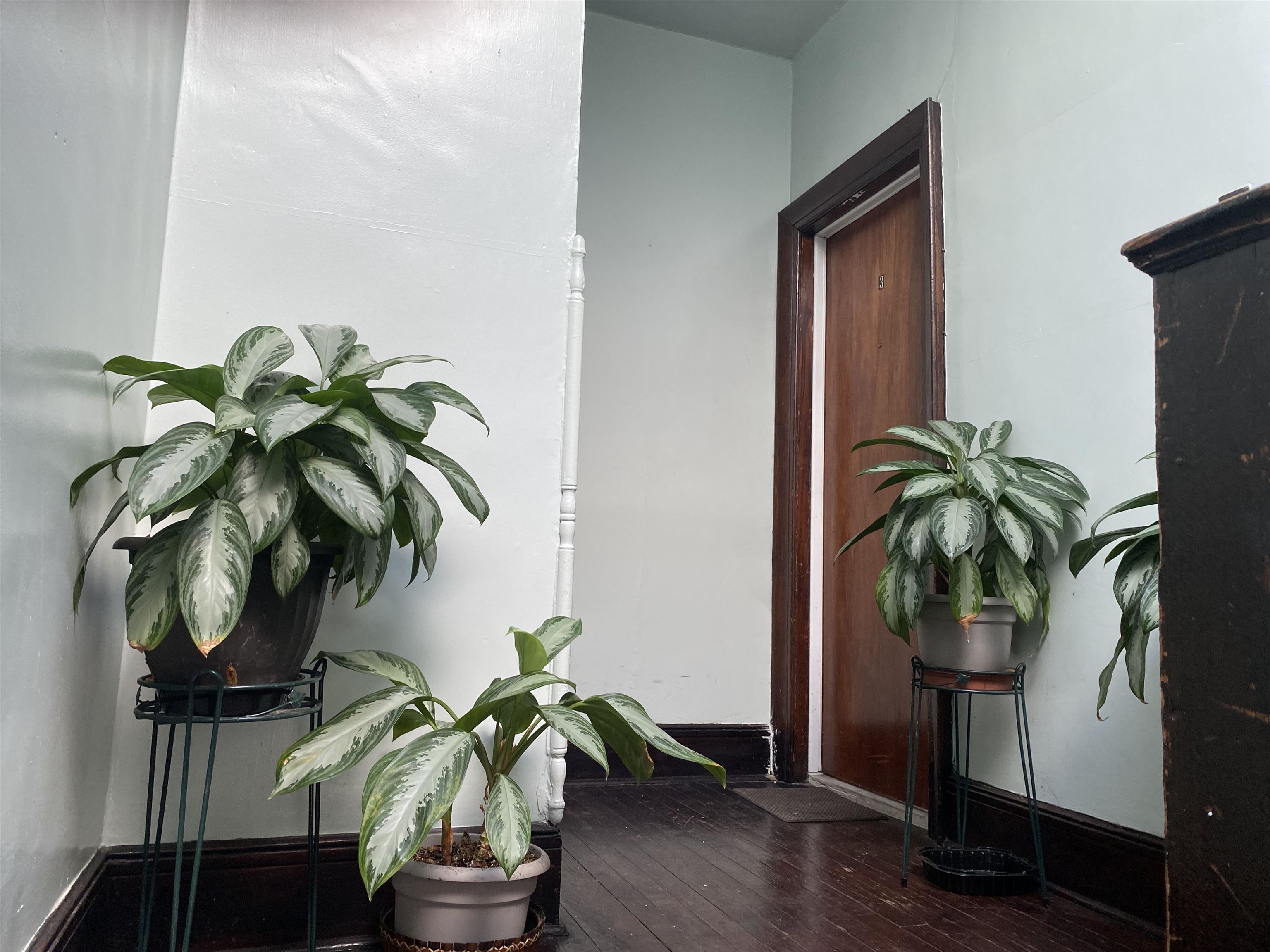 19 Fox Place, Unit 3 Jersey City, NJ 07306 - Photo 3 of 18 a vase of flowers sitting on a table with a mirror