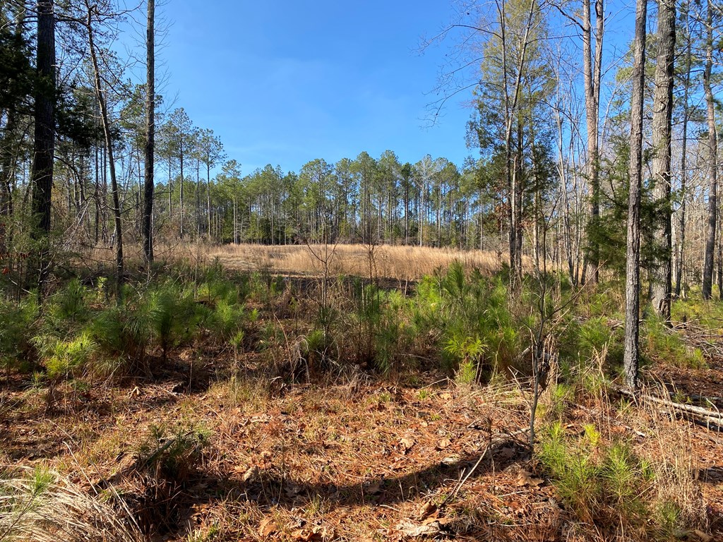 Lot 2 Spray Shed Road Greenwood, SC 29649 - Photo 12 of 17 Gallery Image 12