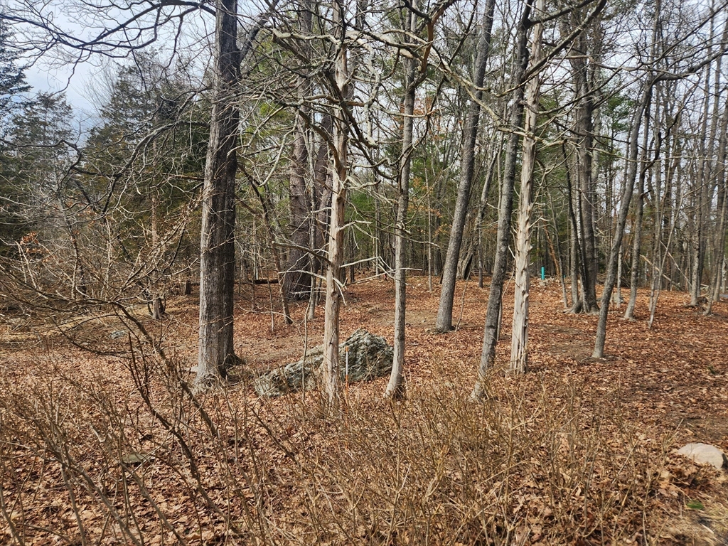 147 Washington Street Sherborn, MA 01770 - Photo 2 of 7 a view of a forest filled with trees