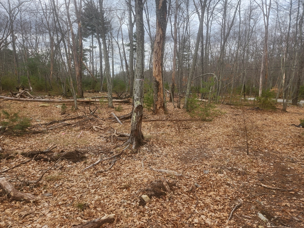 147 Washington Street Sherborn, MA 01770 - Photo 5 of 7 a backyard of a house with lots of green space
