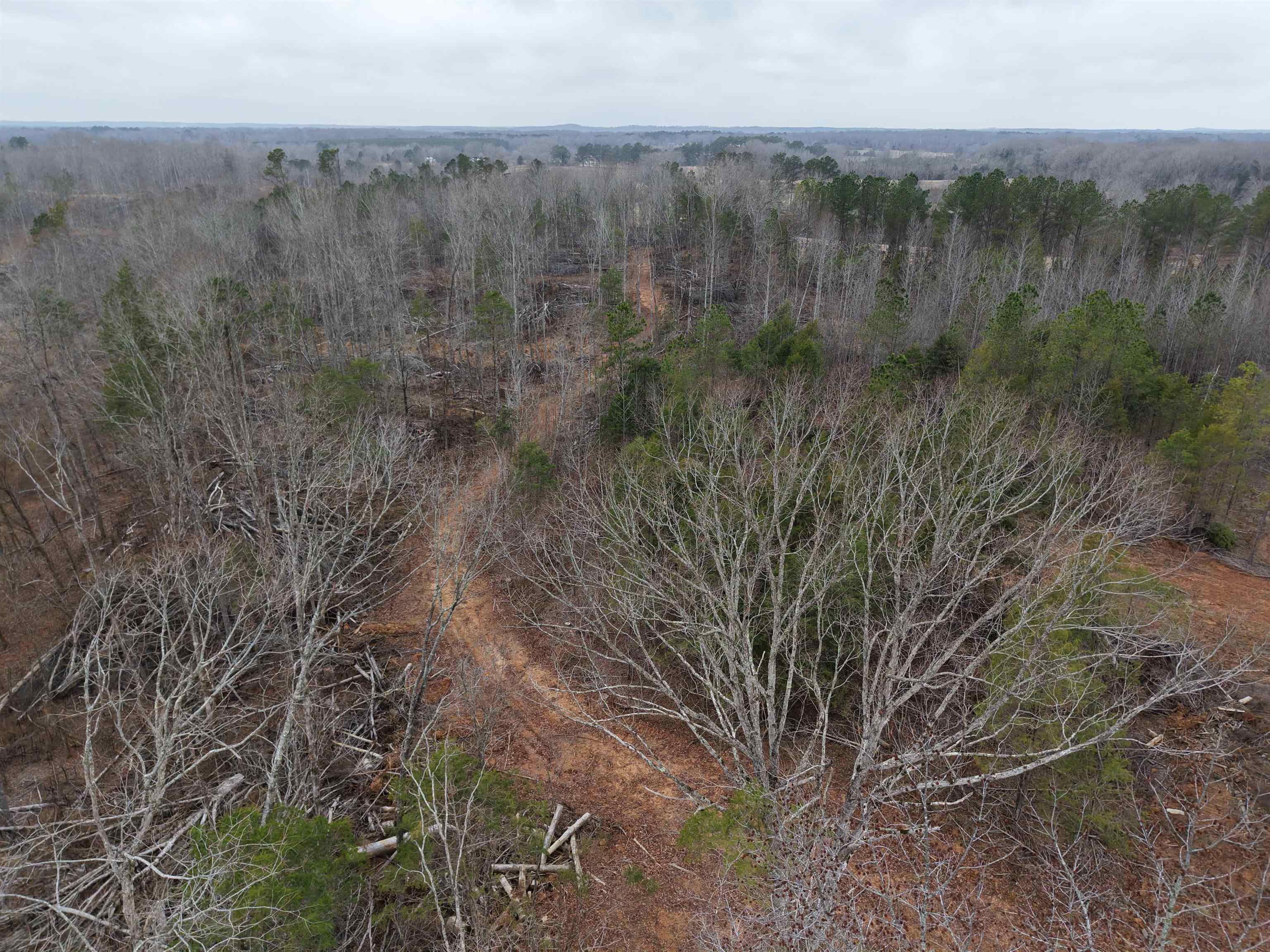 a view of a lush green forest with a tree