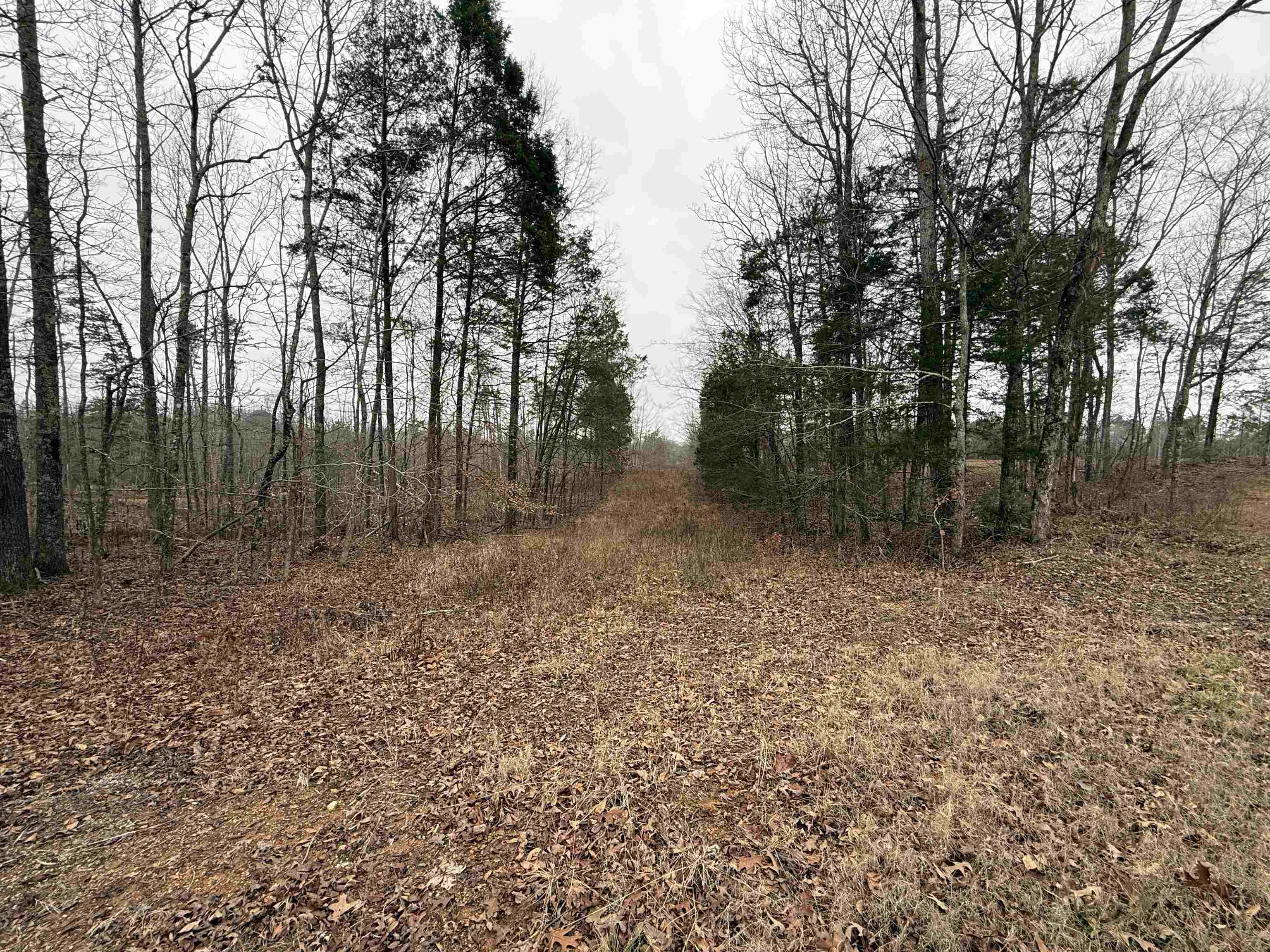 0 Spring Hill Cemetery Road Sardis, TN 38371 - Photo 12 of 23 a view of a forest with trees in the background