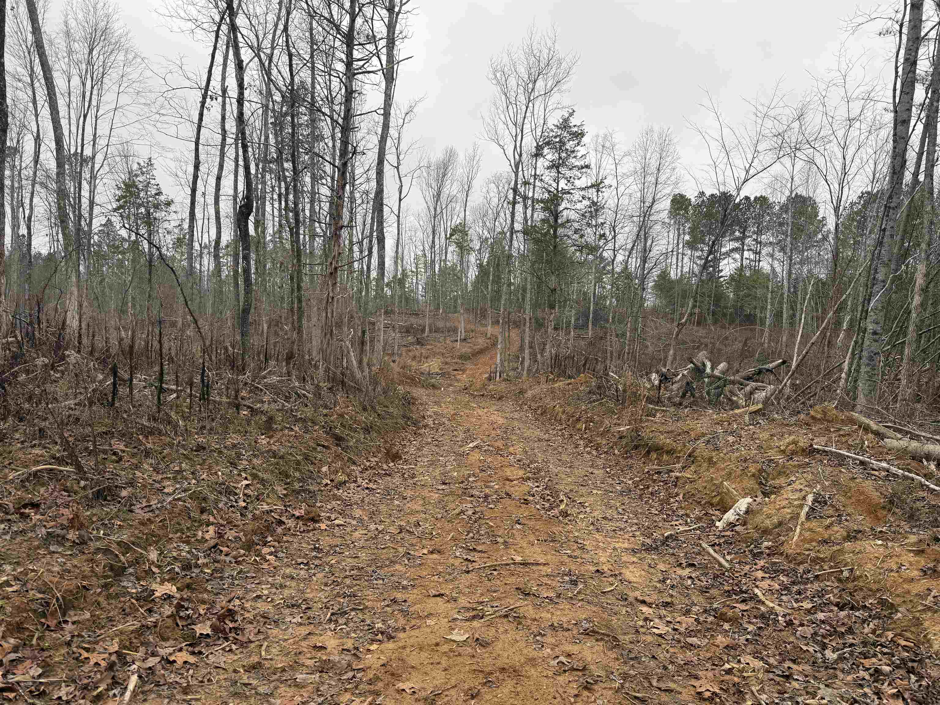 0 Spring Hill Cemetery Road Sardis, TN 38371 - Photo 14 of 23 a view of a forest with trees in the background