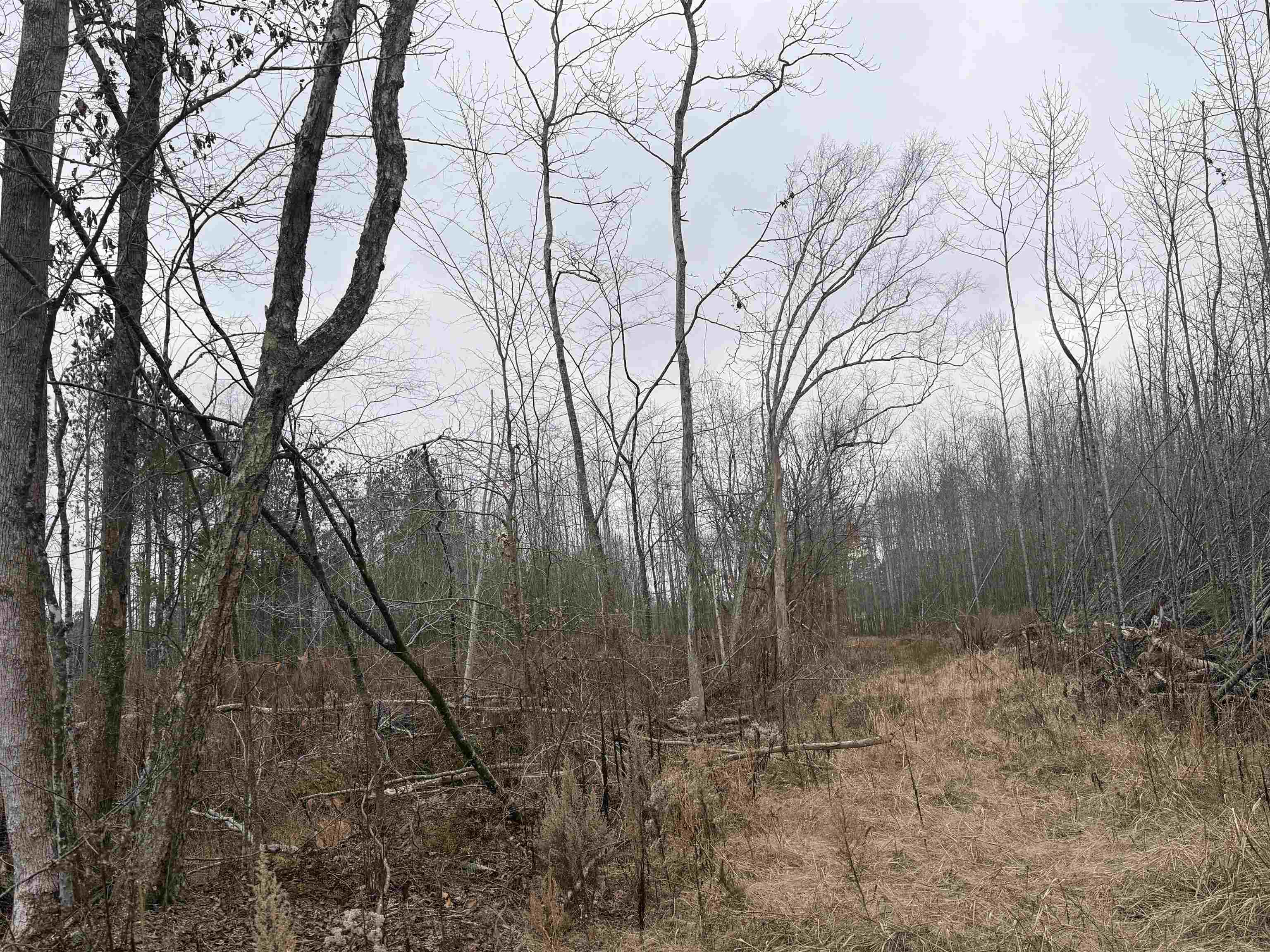 0 Spring Hill Cemetery Road Sardis, TN 38371 - Photo 15 of 23 a backyard of a house with lots of green space