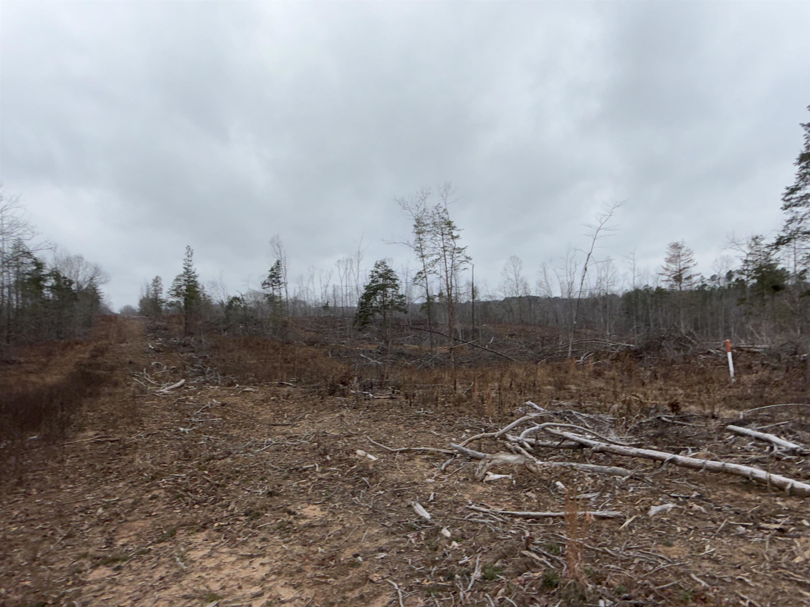 0 Spring Hill Cemetery Road Sardis, TN 38371 - Photo 19 of 23 a view of a field with trees in background