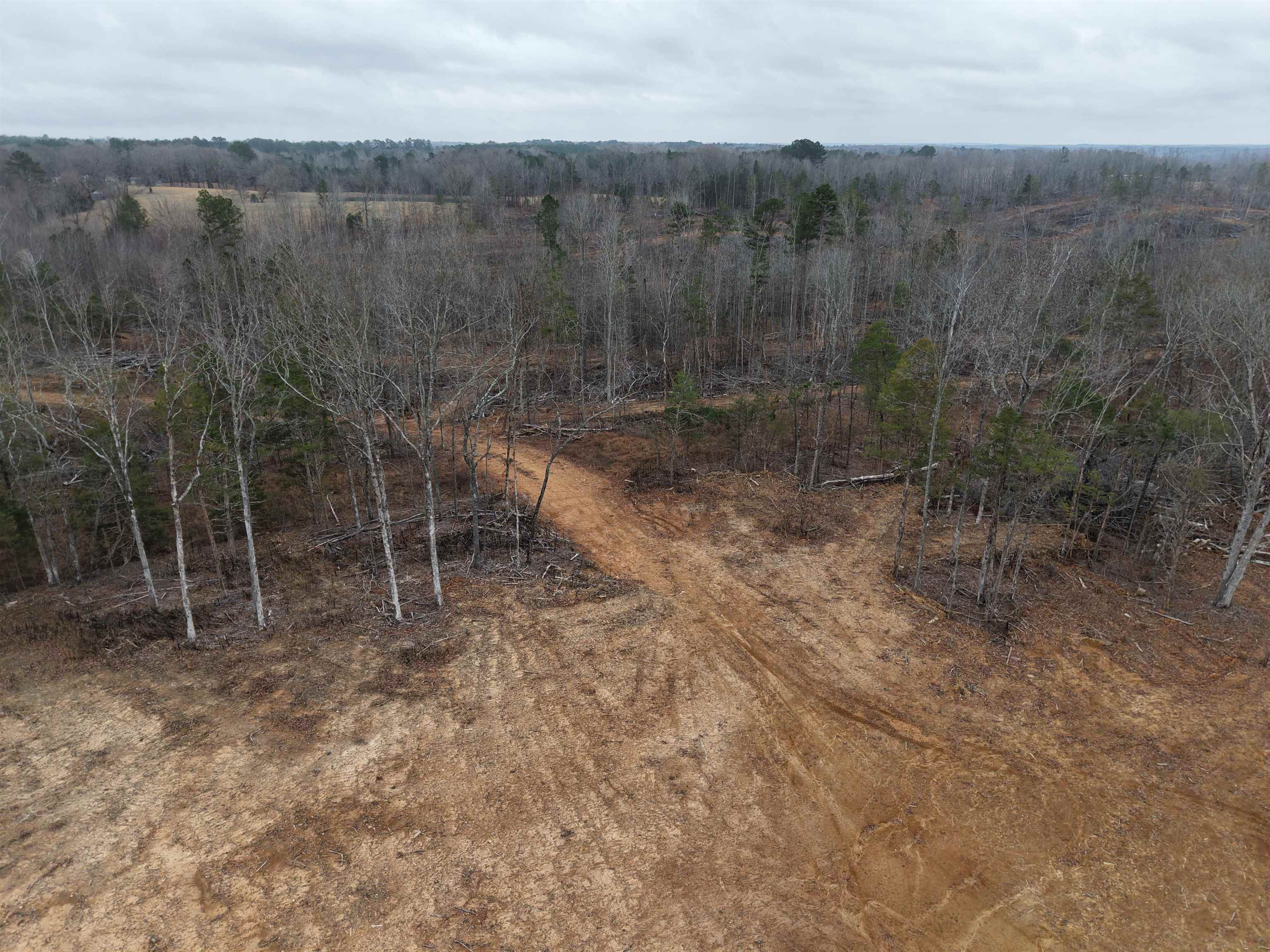 0 Spring Hill Cemetery Road Sardis, TN 38371 - Photo 22 of 23 a view of a forest with a forest