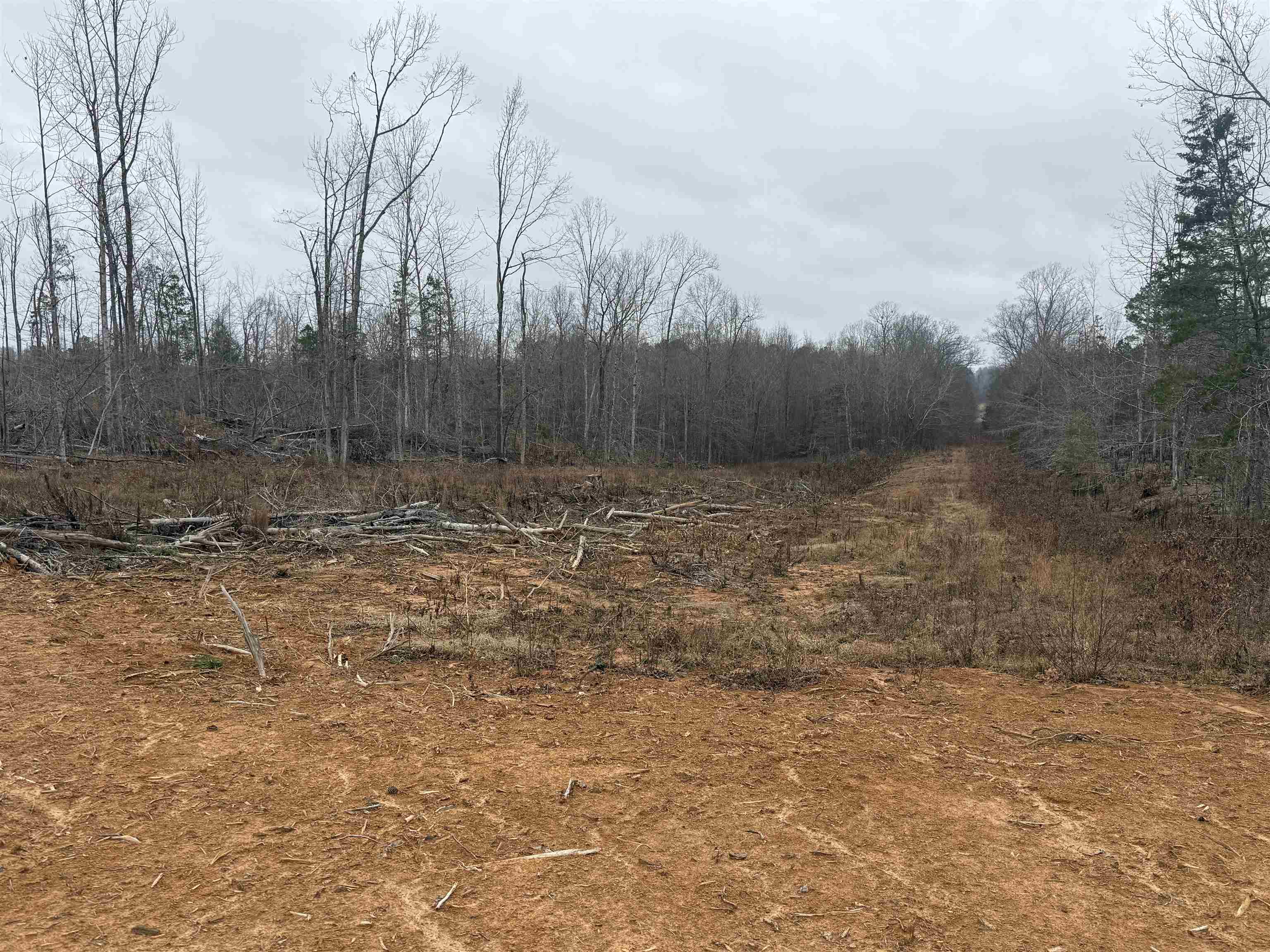 0 Spring Hill Cemetery Road Sardis, TN 38371 - Photo 22 of 23 a view of a yard with trees