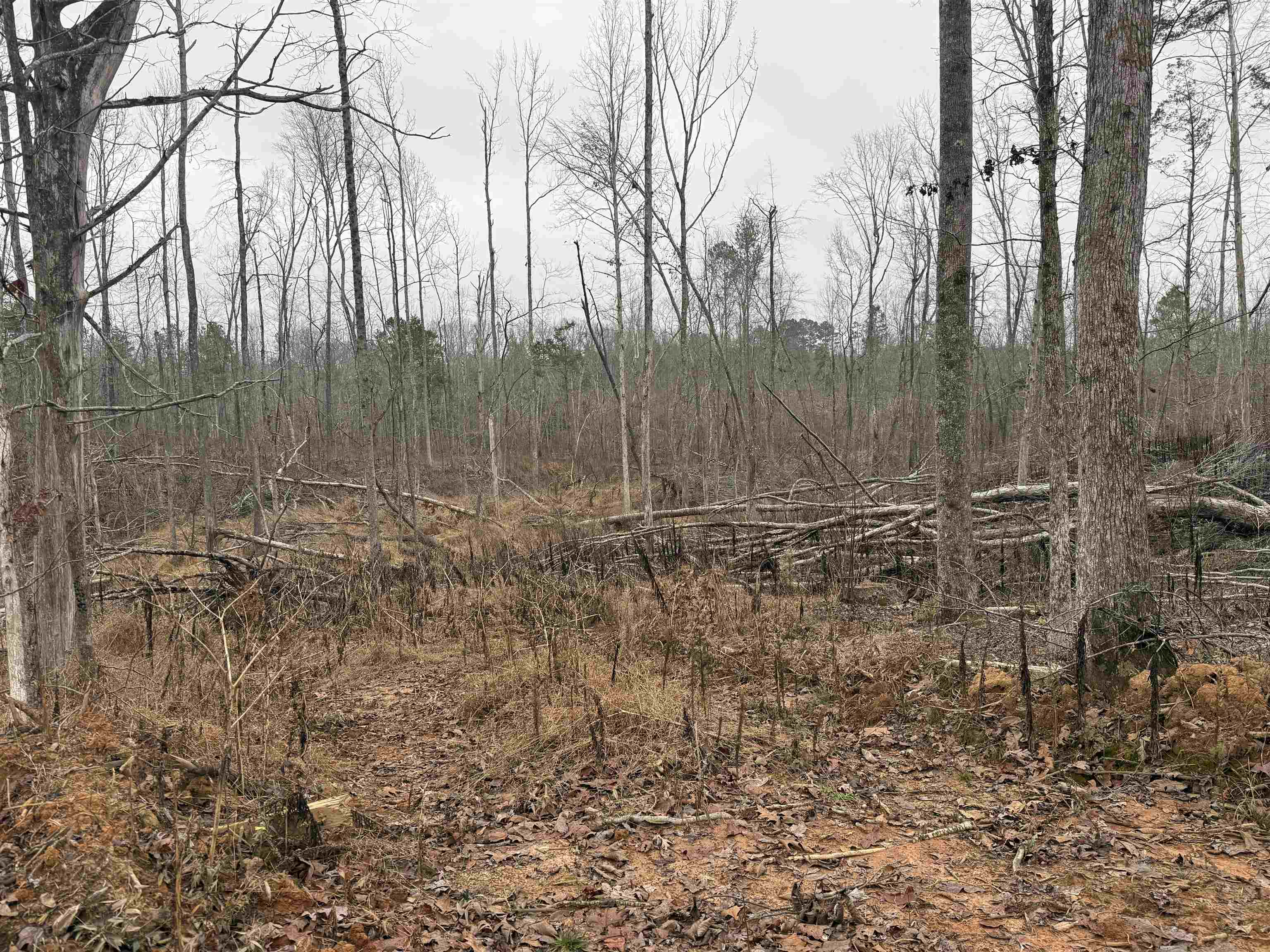 0 Spring Hill Cemetery Road Sardis, TN 38371 - Photo 8 of 23 a view of a backyard of the house