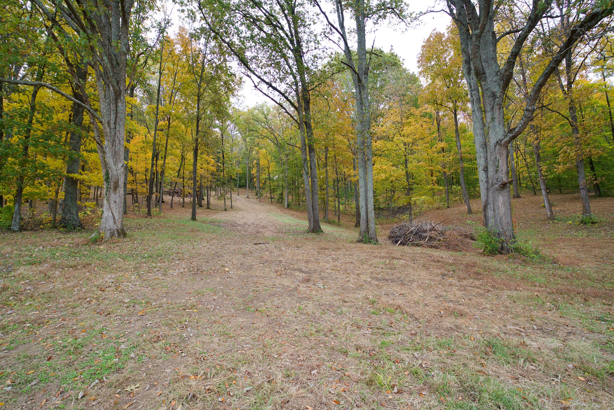 1496 Coleman Road Franklin, TN 37064 - Photo 75 of 82 a backyard of a house with lots of green space
