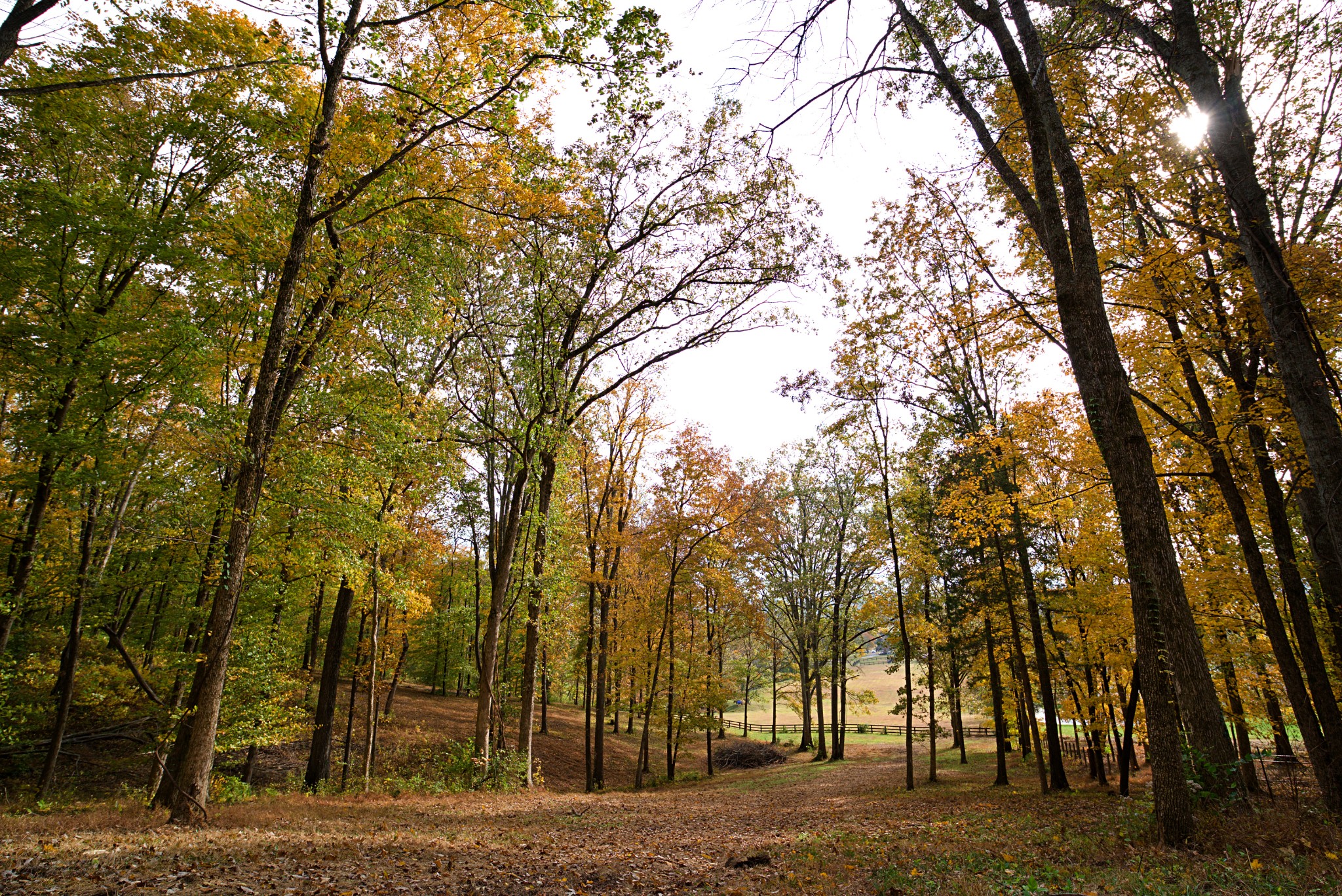 1496 Coleman Road Franklin, TN 37064 - Photo 77 of 82 a view of outdoor space with trees