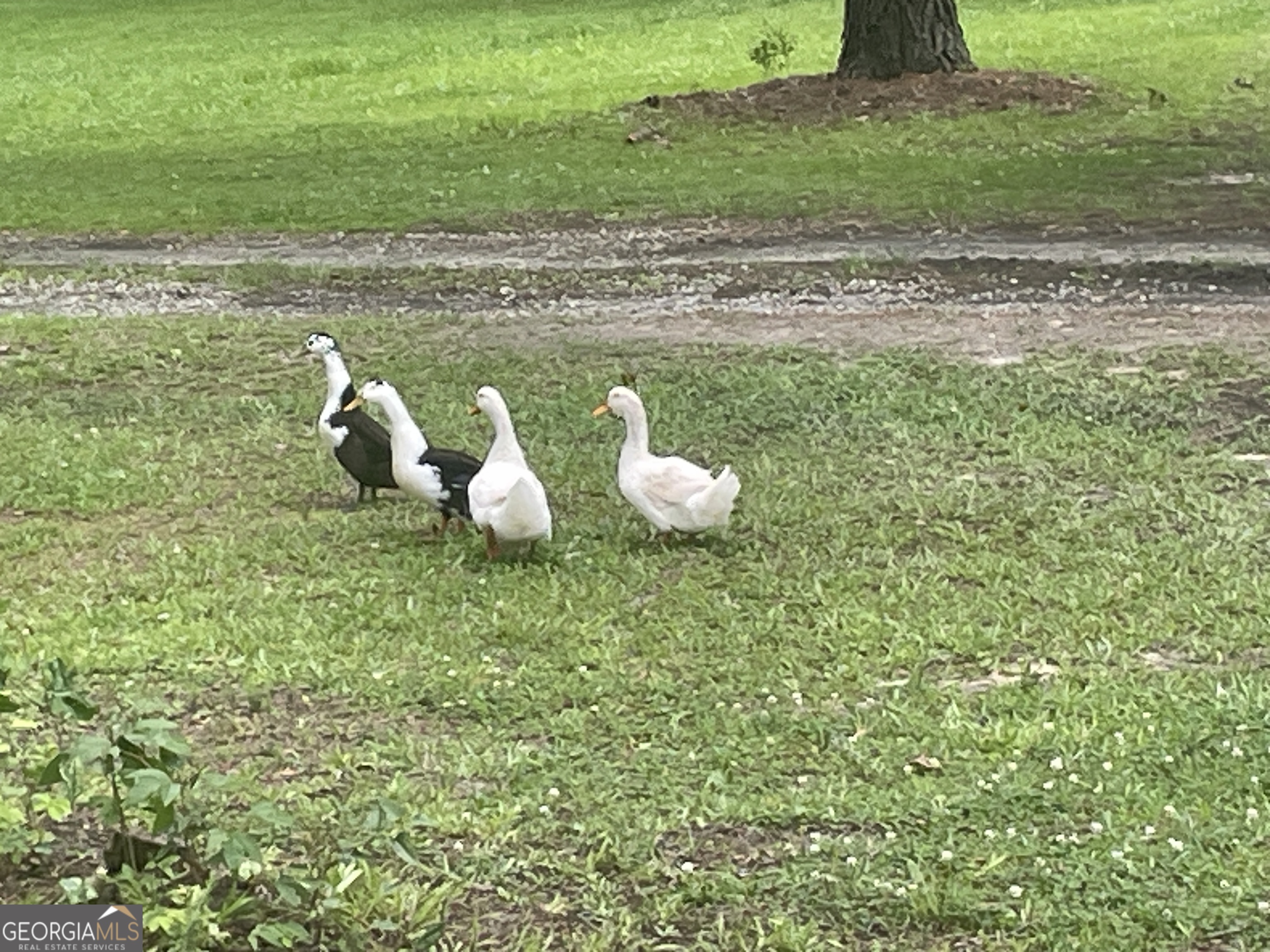 4374 River Road Manchester, GA 31816 - Photo 48 of 49