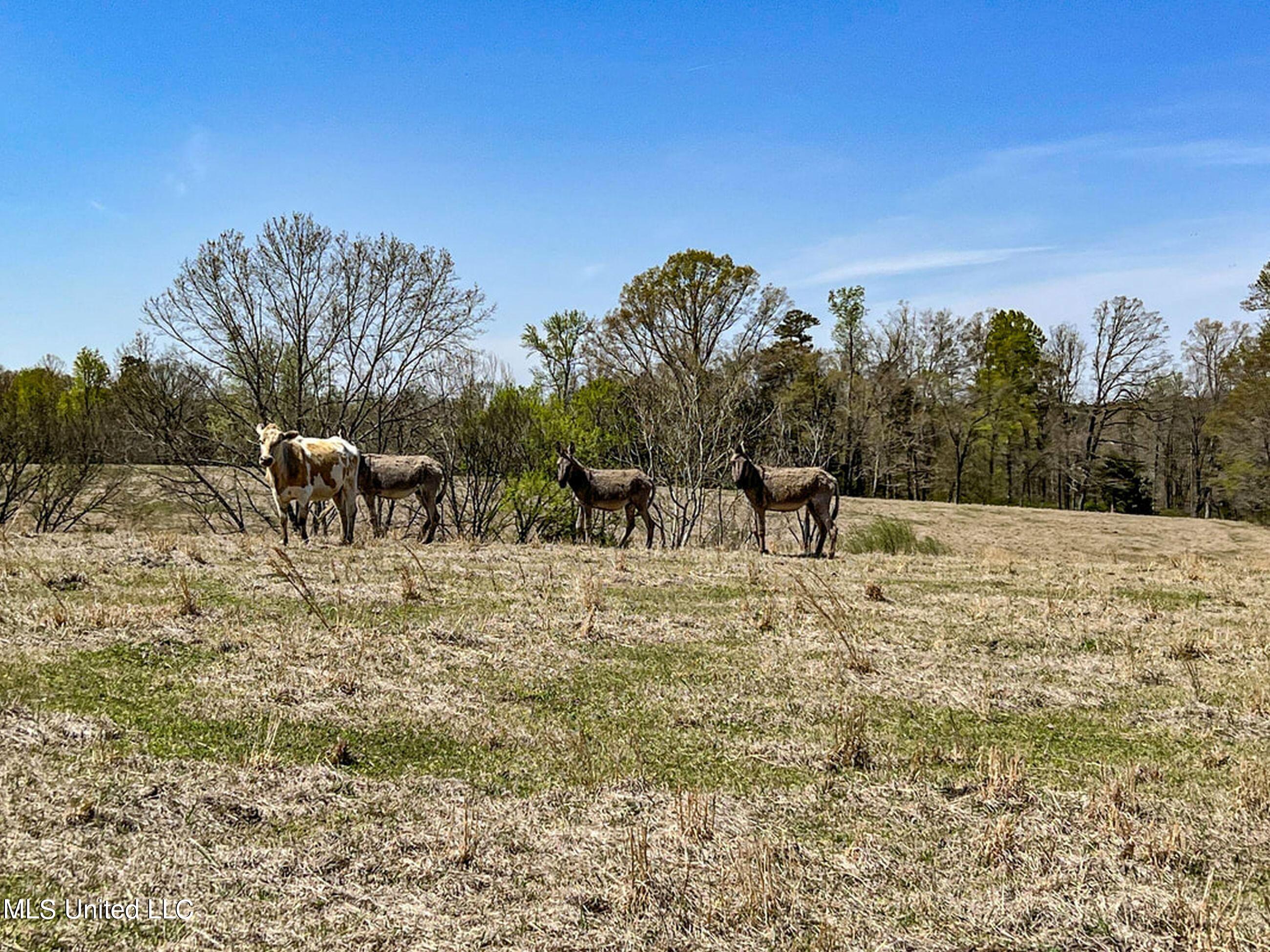 753 Oak Grove Road Charleston, MS 38921 - Photo 69 of 98 9awry87