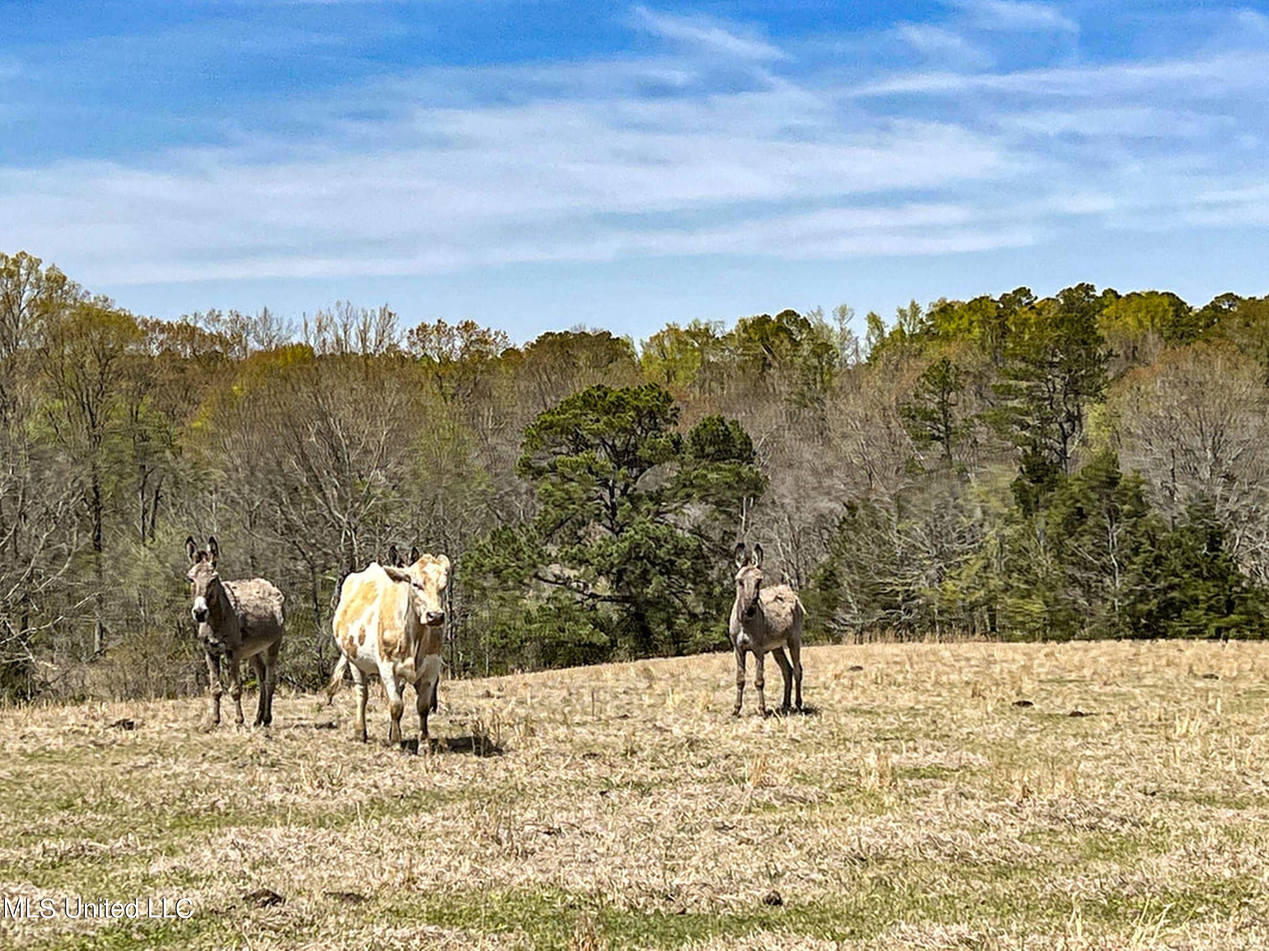753 Oak Grove Road Charleston, MS 38921 - Photo 70 of 98 9awry88