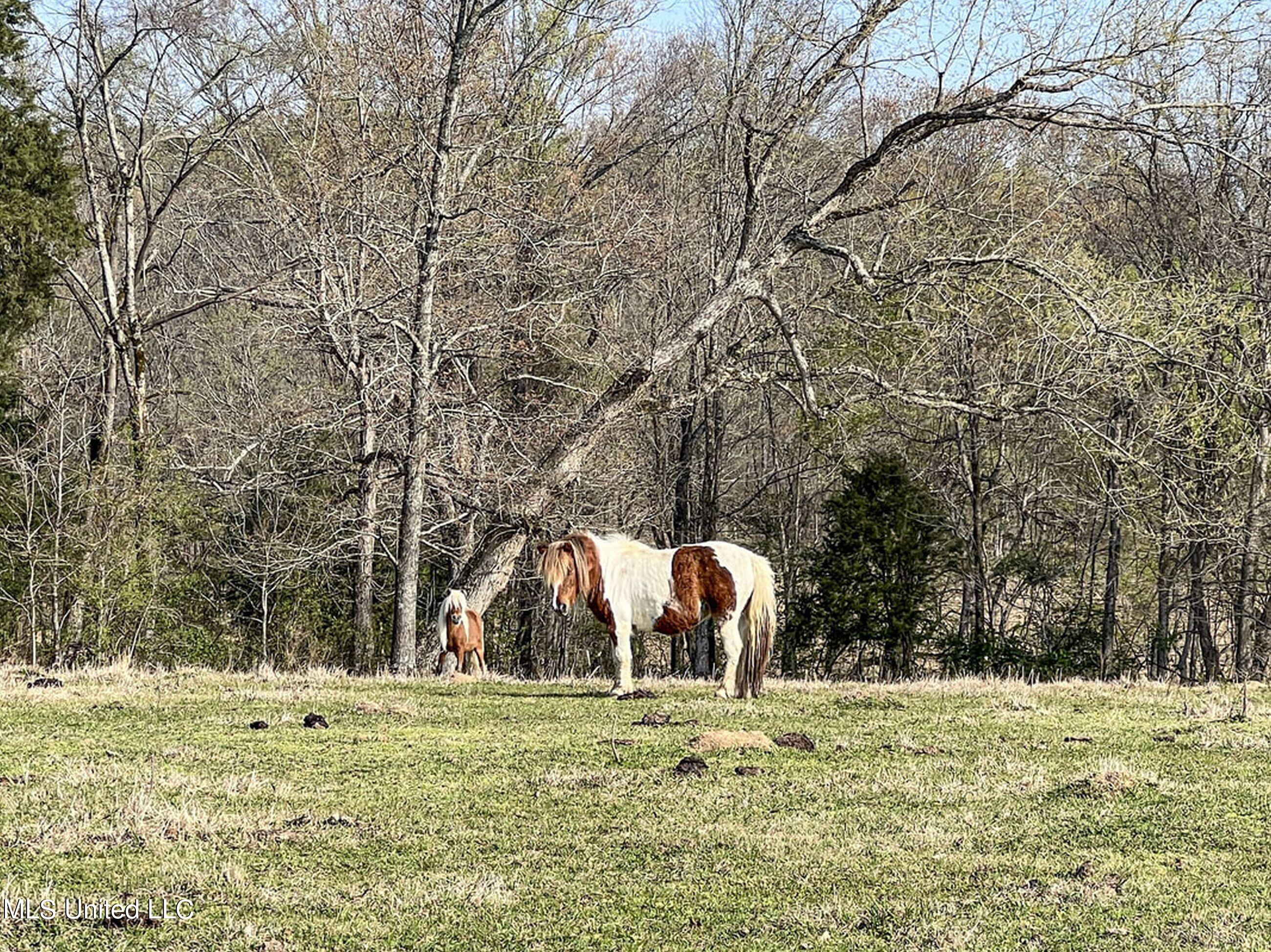 753 Oak Grove Road Charleston, MS 38921 - Photo 82 of 98 9awry106