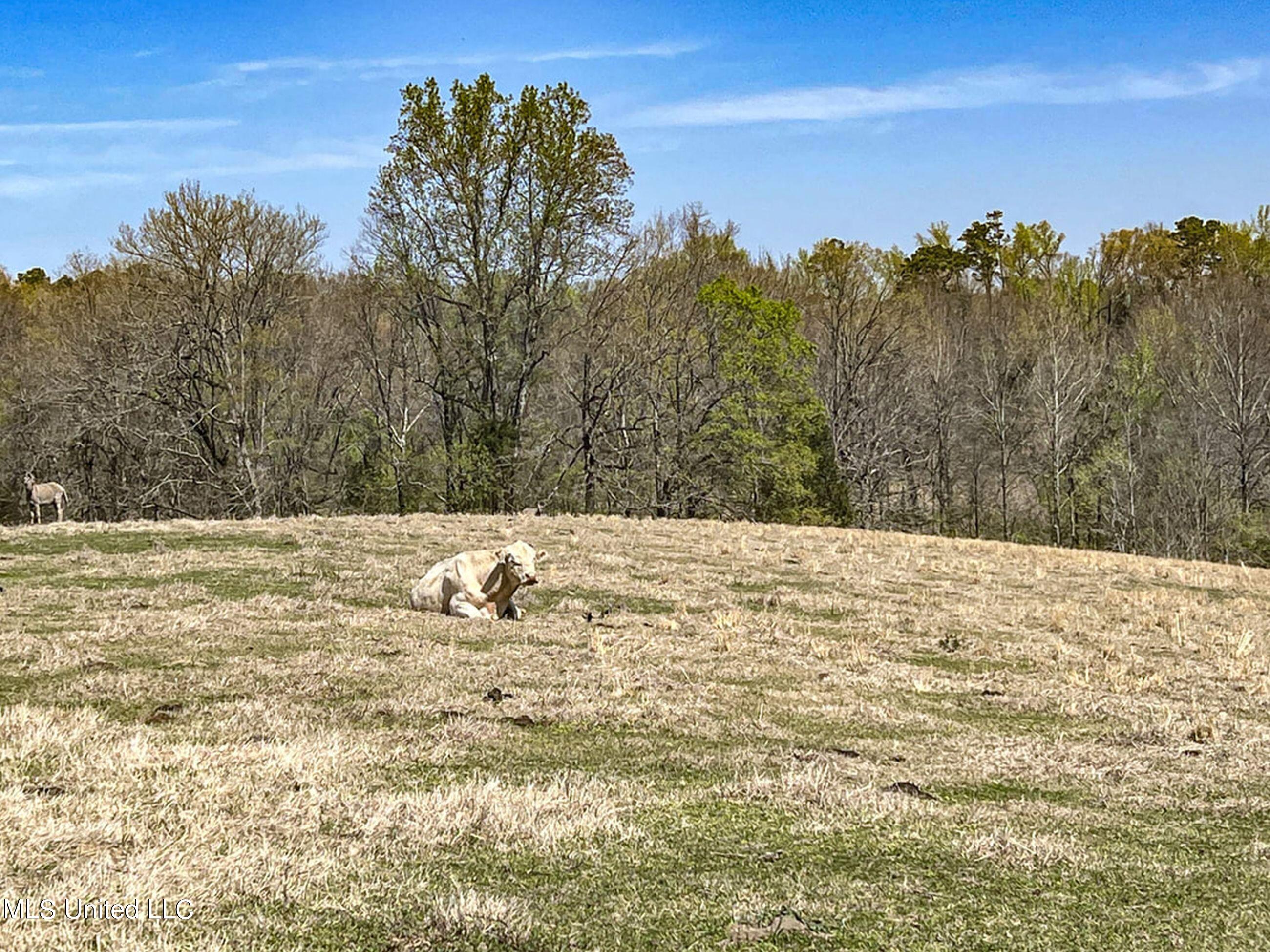 753 Oak Grove Road Charleston, MS 38921 - Photo 88 of 98 9awry114