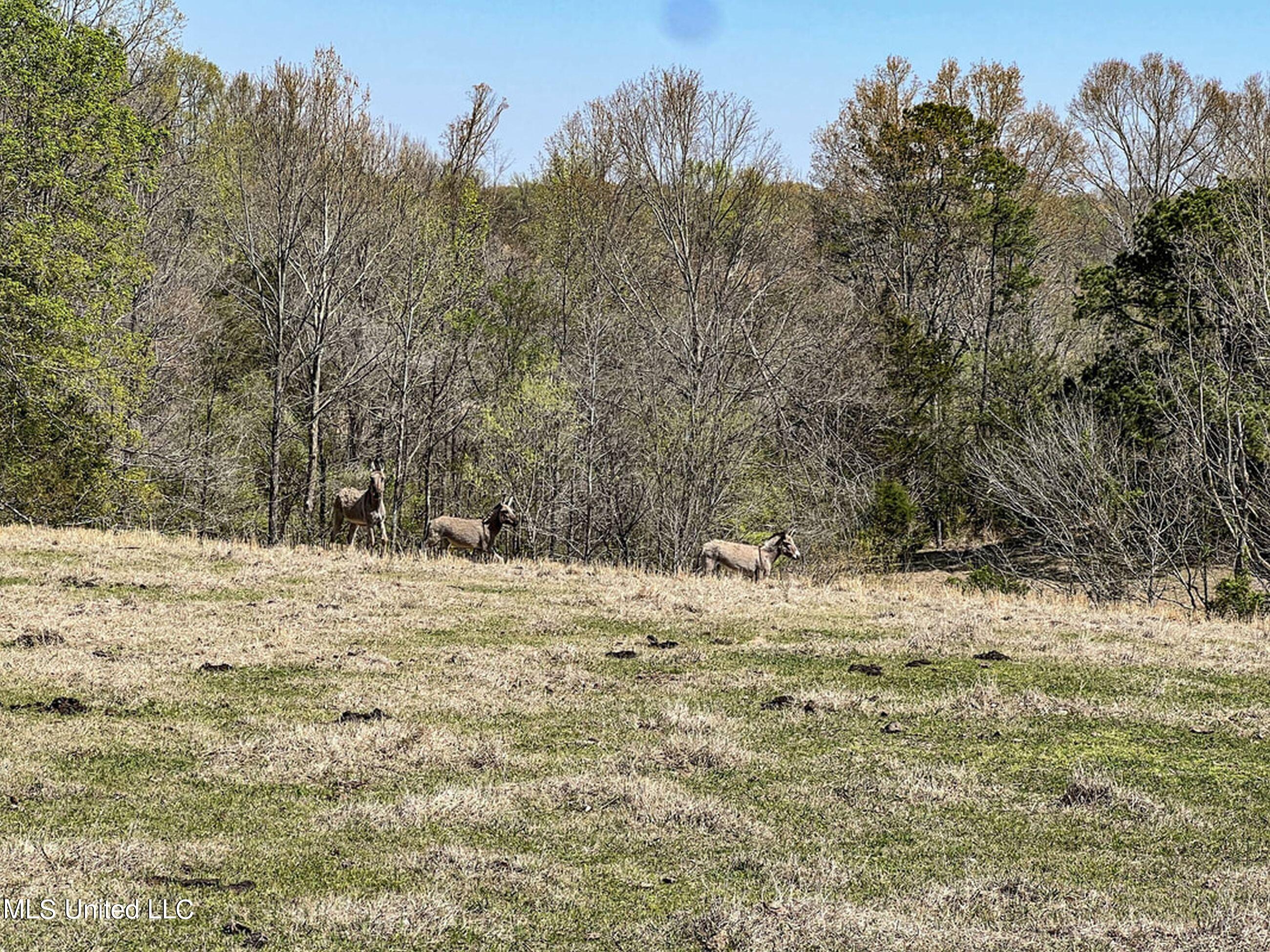 753 Oak Grove Road Charleston, MS 38921 - Photo 90 of 98 9awry116