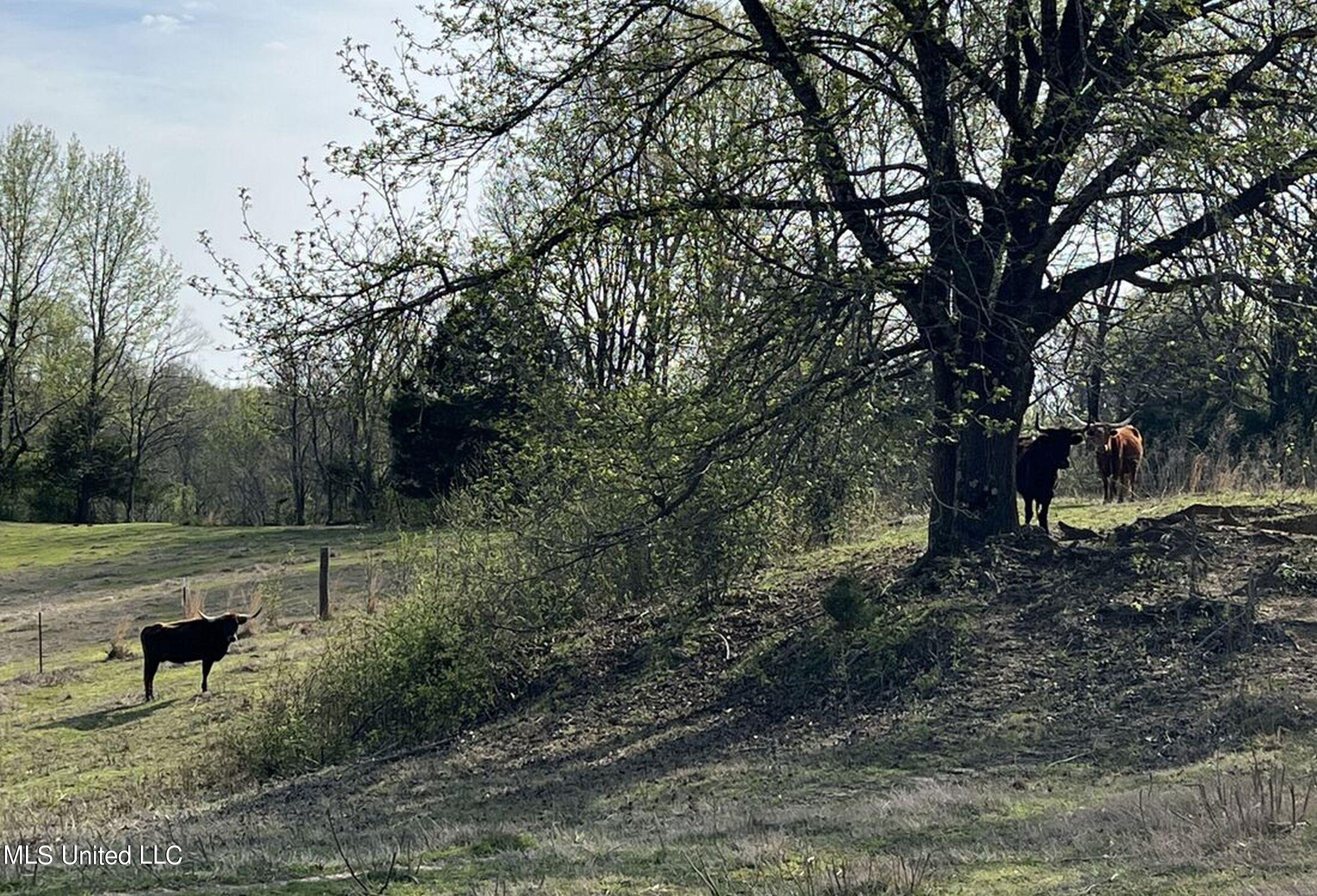 753 Oak Grove Road Charleston, MS 38921 - Photo 95 of 98 9awry117