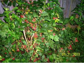3245 Fall Branch Road Mountain City, TN 37683 - Photo 19 of 19 Berries
